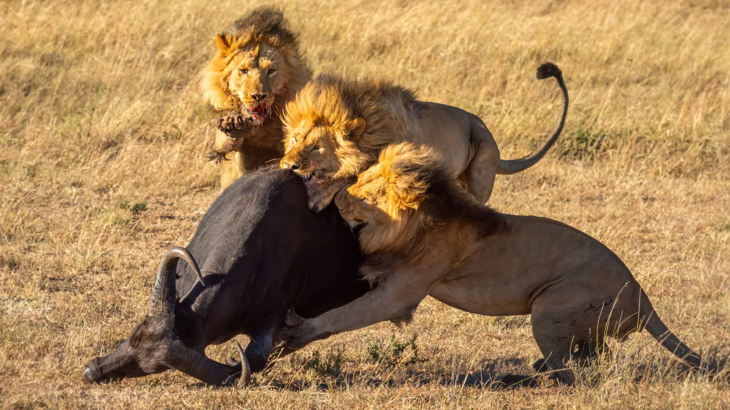 Three male lions take down Cape buffalo