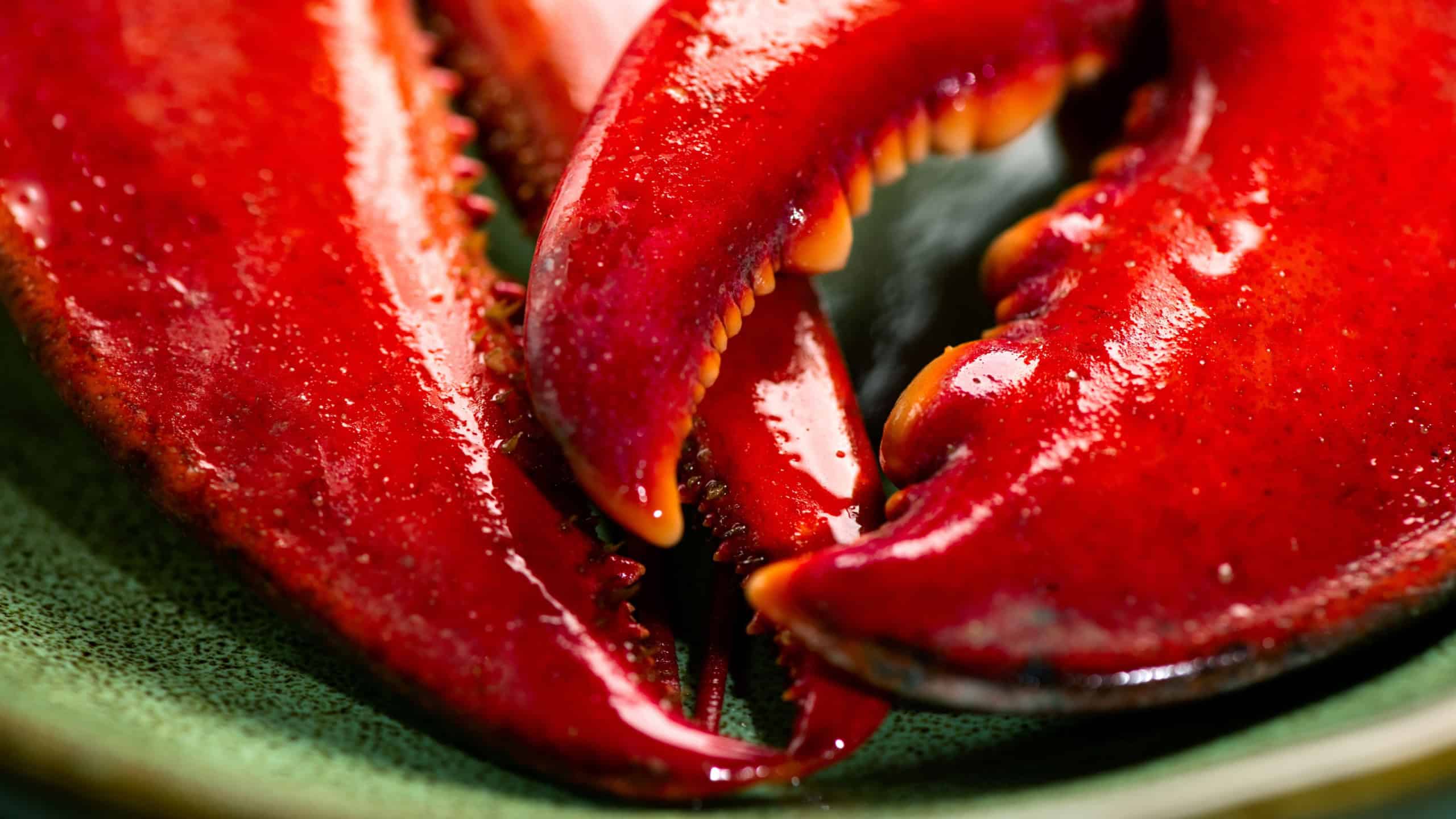 Lobster claws close up, seafood, gourmet food, steamed lobster with big claw background, top view, flat lay. Horizontal art design photo, close-up