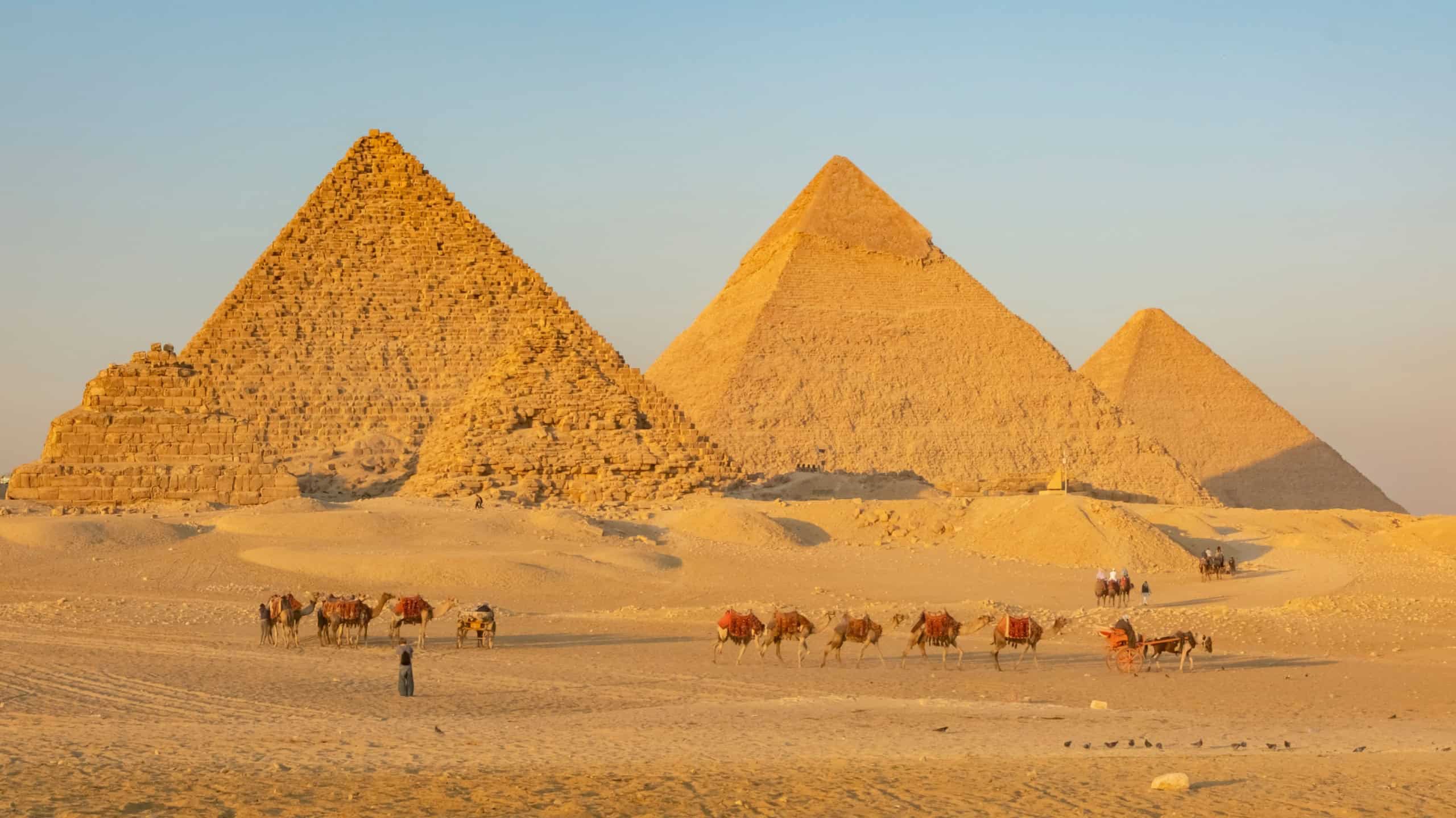 Camels caravan near the pyramids of Giza during sunset in Egypt with golden sand in the background.