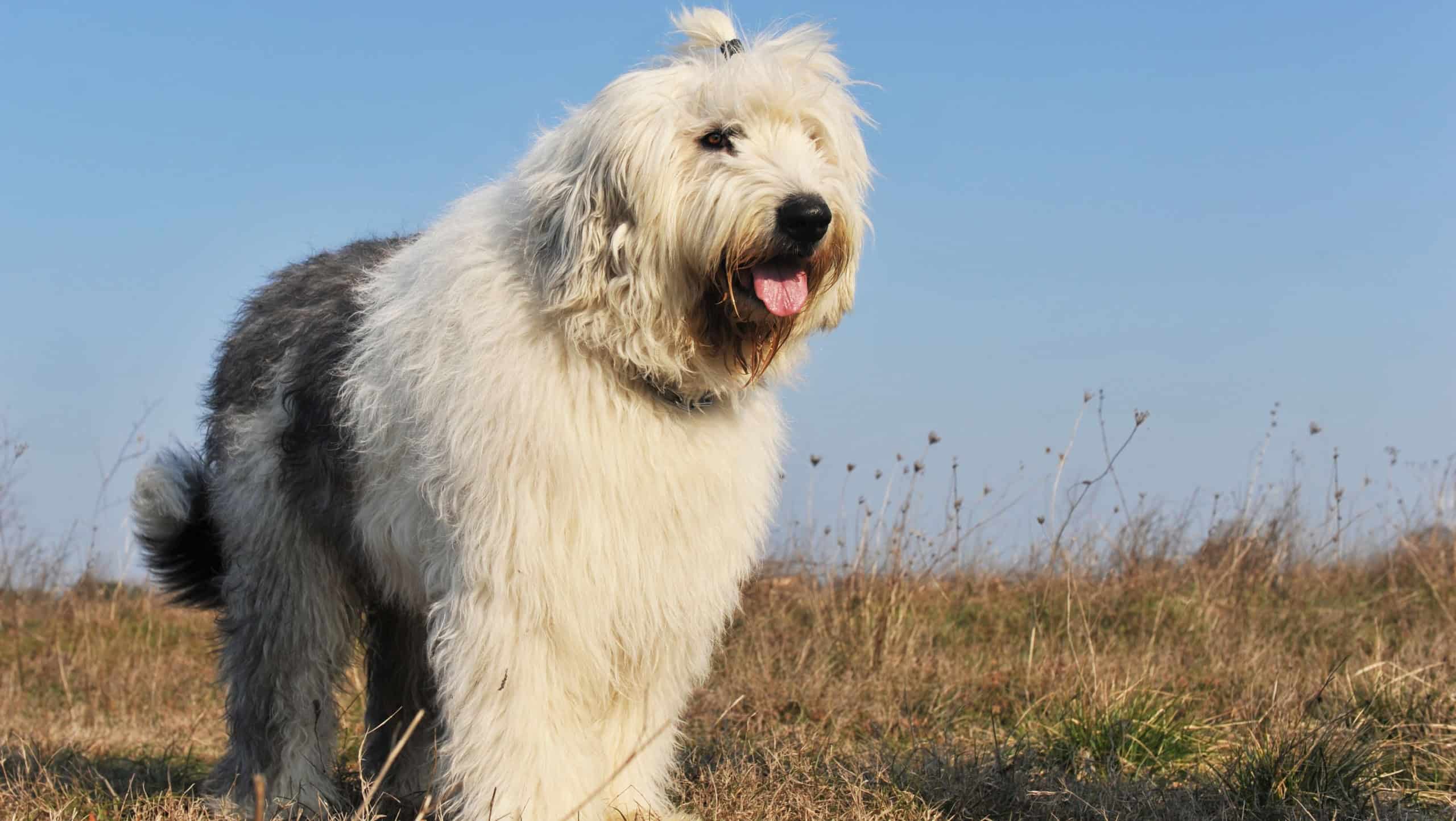 purebred Old English Sheepdog upright in a field