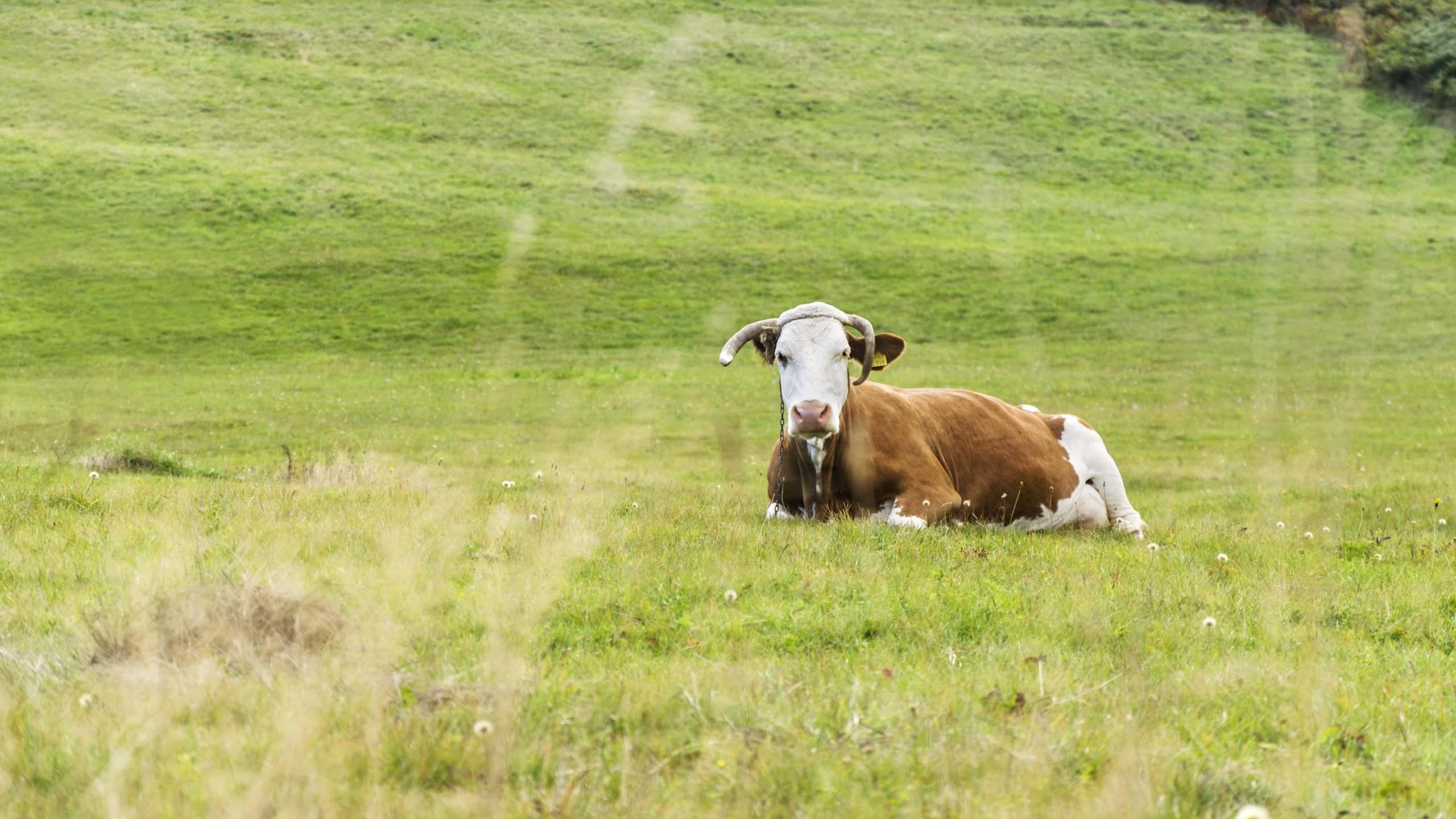 Cow in field lying down on green grass