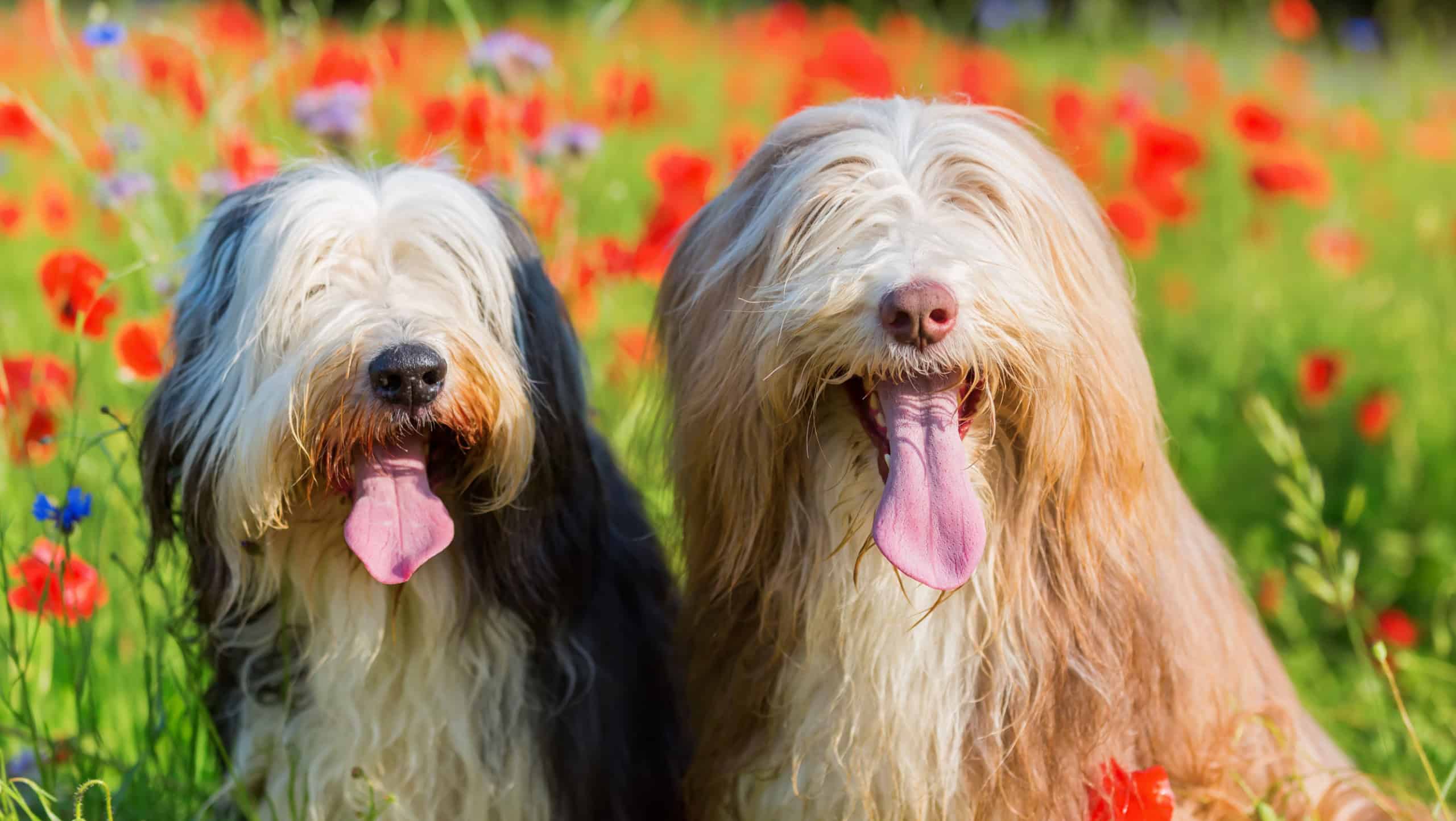 portrait picture of two bearded collies in a poppy field