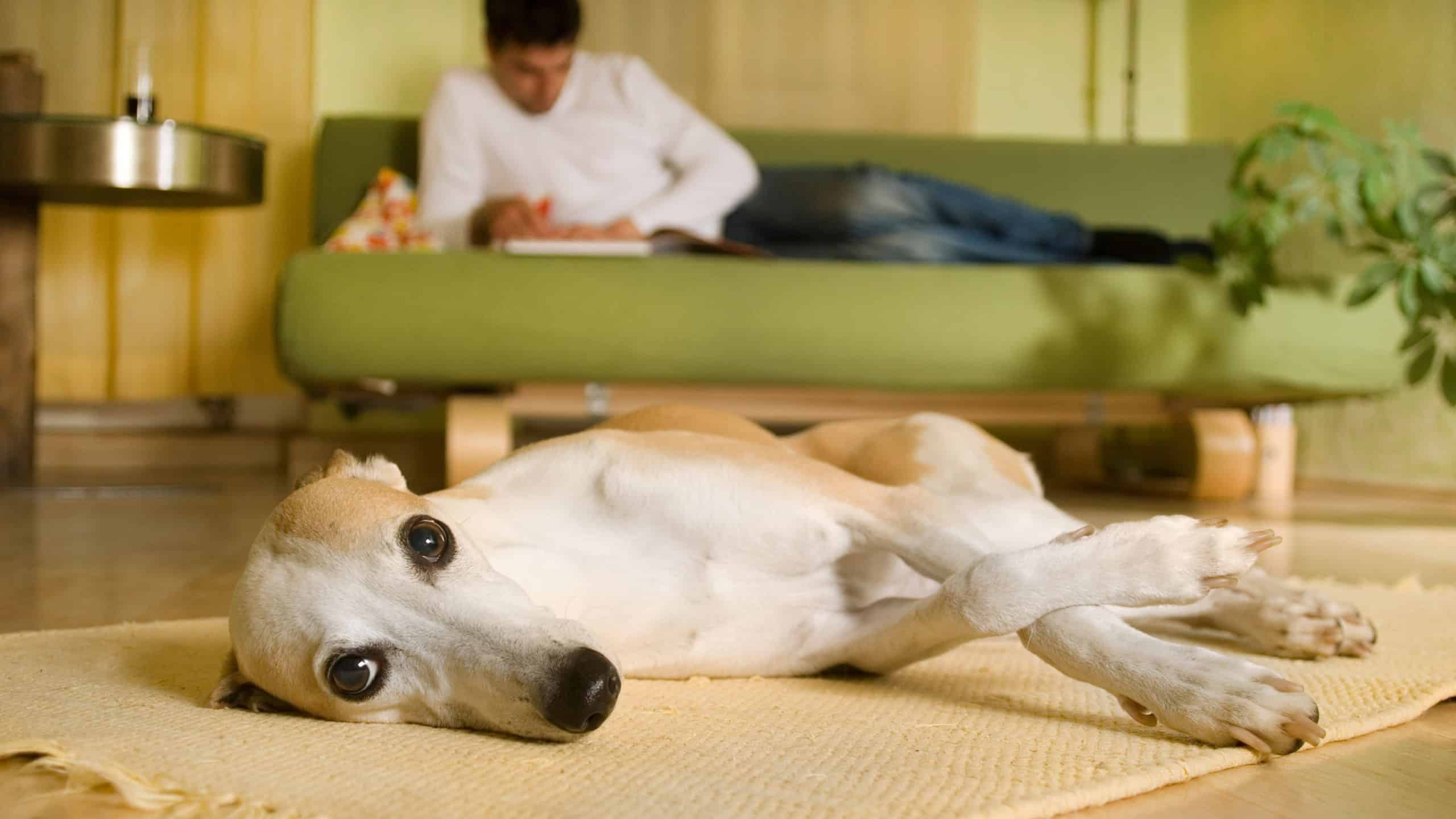 Lying Whippet in a living room