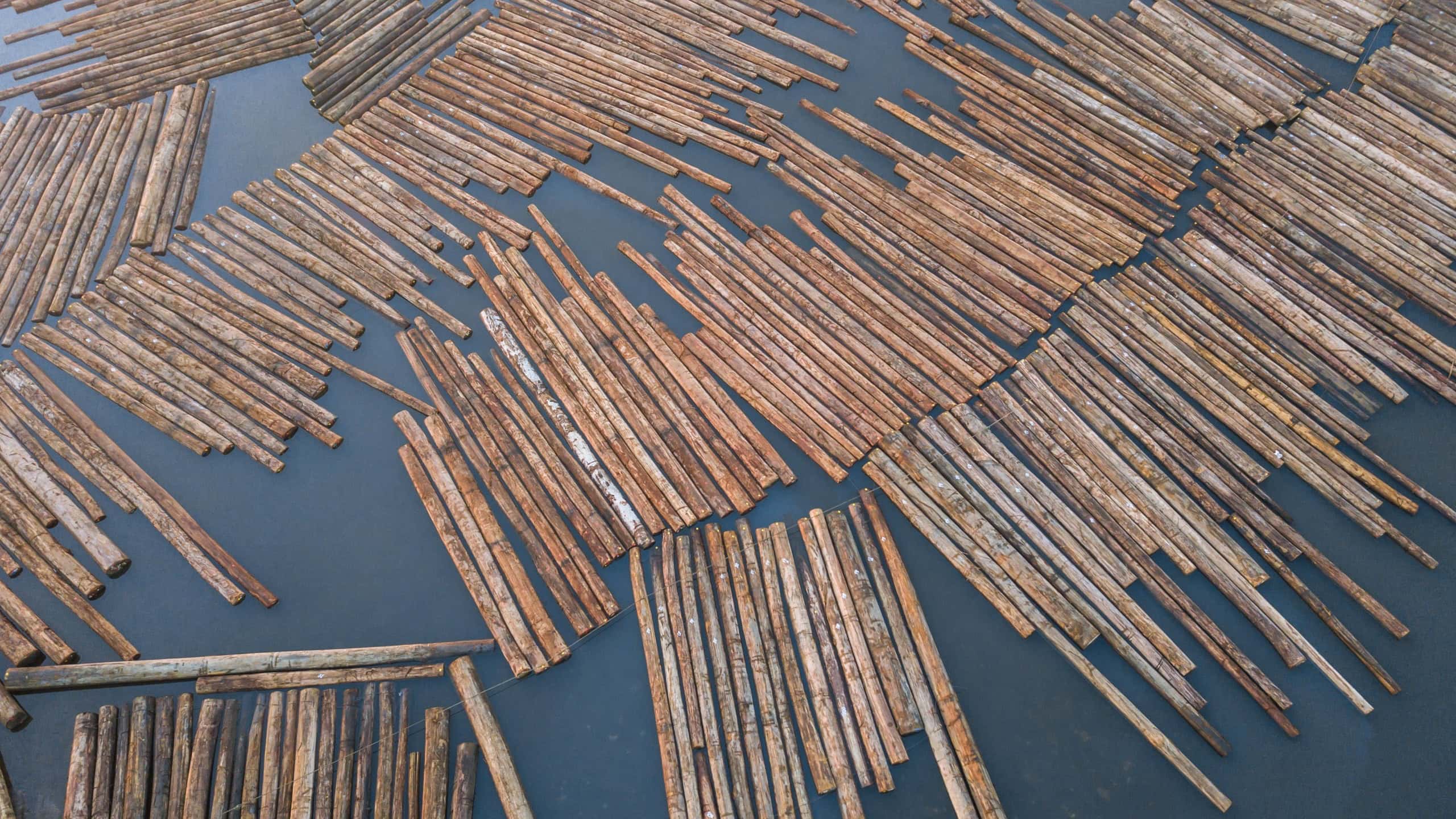 Logs / big woods before processed by logging company