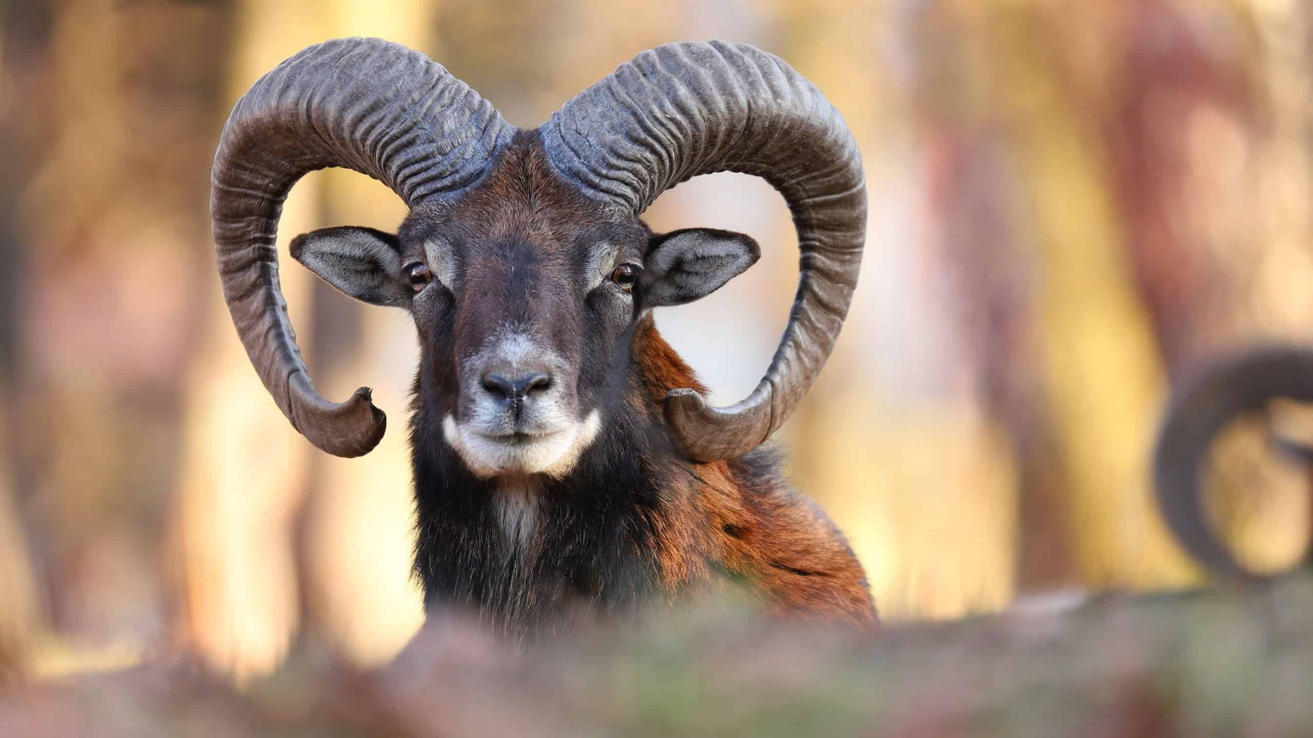 Horizontal portrait of mouflon, ovis orientalis, ram with curved horns looking into camera in sunlit spring forest. Male mammal fit long brown fur staring attentively in Slovak nature.