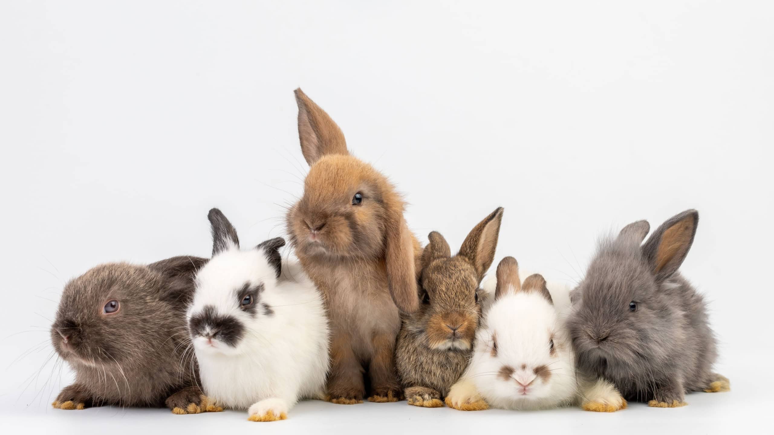 Group of healthy Lovely bunny easter fluffy rabbits, Many color baby rabbit on posing on white background. The Easter hares. Close - up of a rabbit. Symbol of easter day animal.