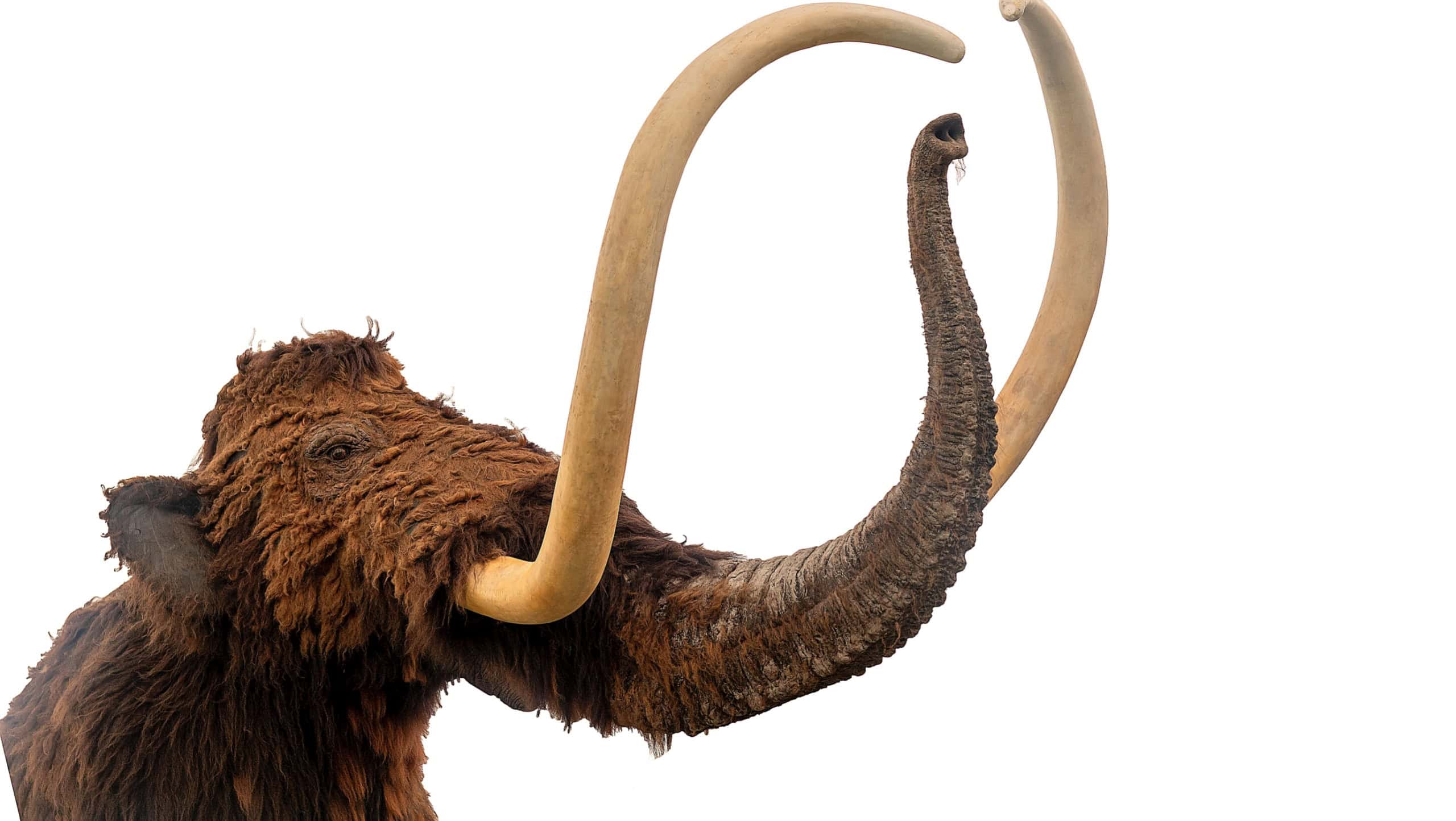 Mammoth head, teaching aid for children, flayed wool and huge tusks, isolated on white. Education concept.