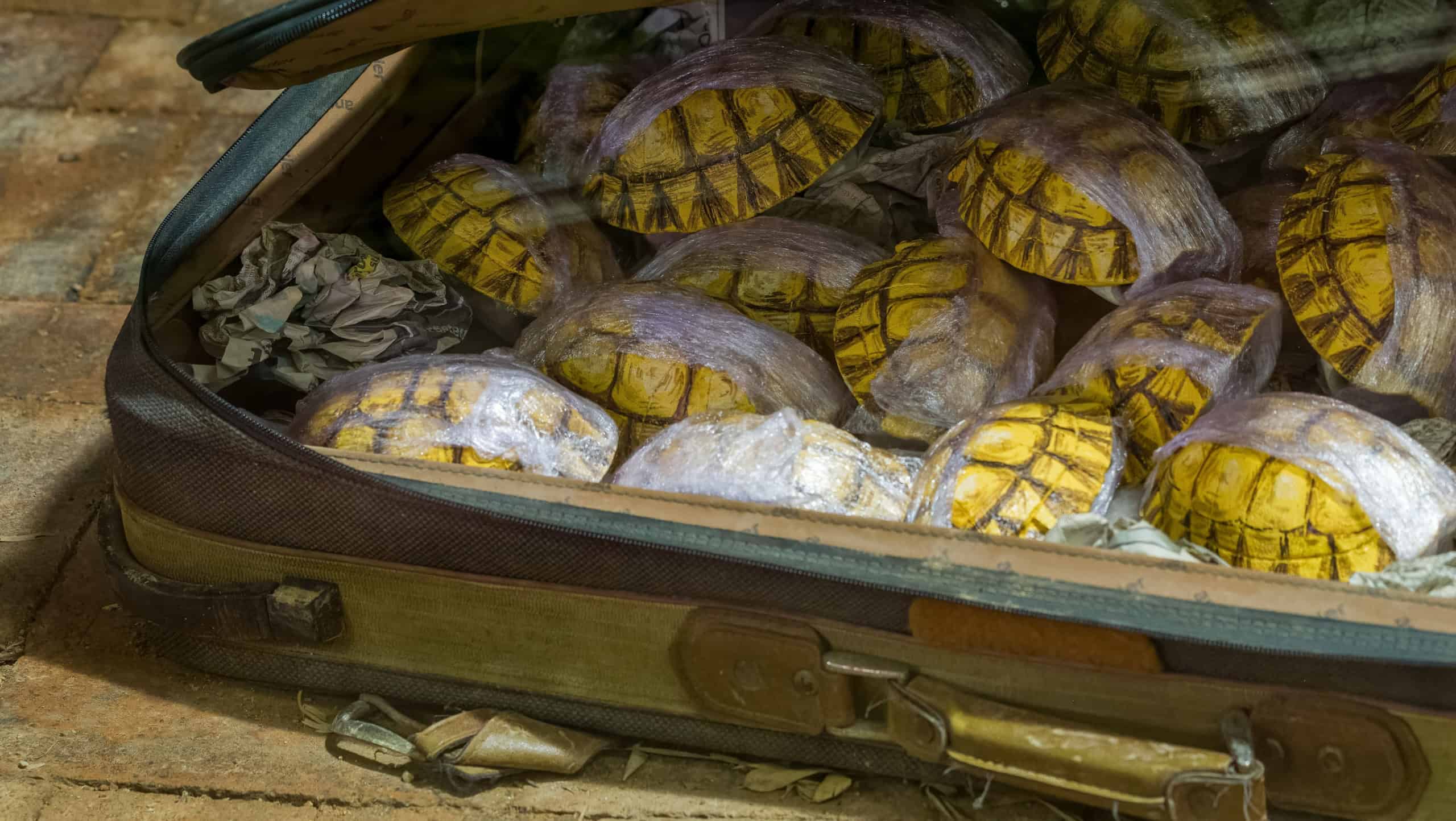 A battered suitcase full of Tortoise shells being smuggled out of the country. Animal smuggling concept.
