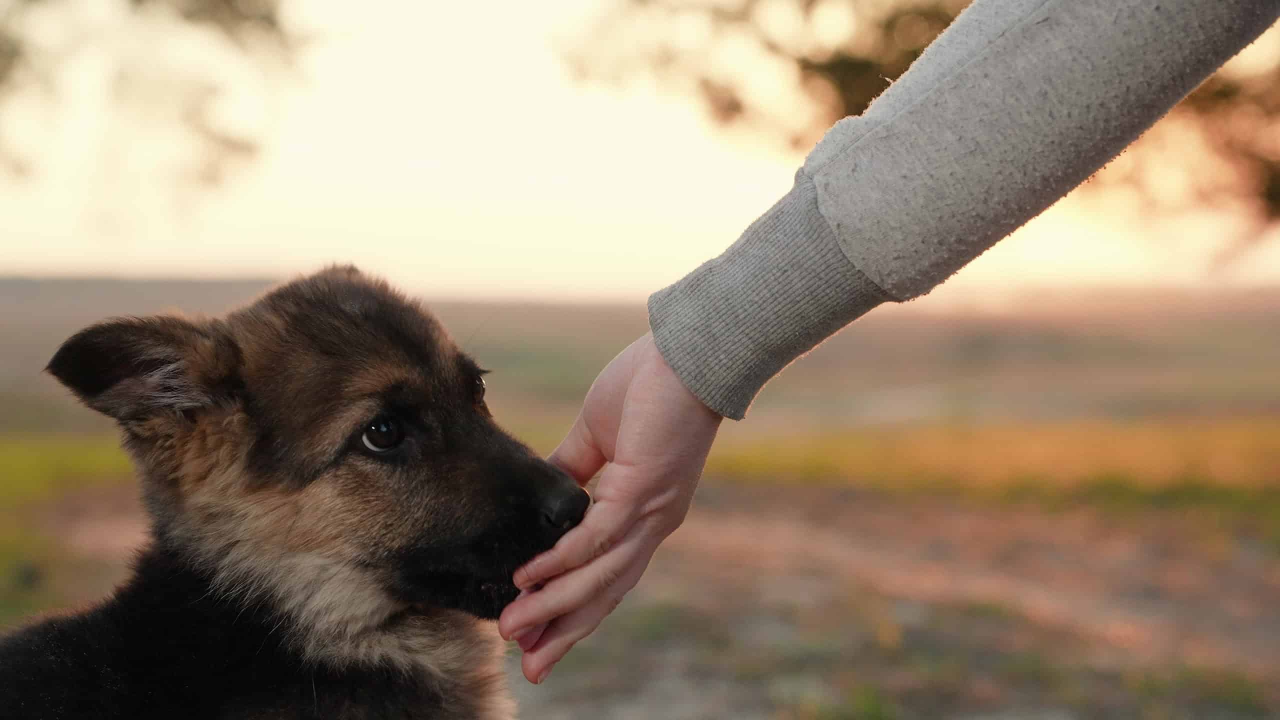 Puppy licks hand of owner, in outdoors. Man feeds dog, dog licks his hand. Concept of animals and people. Owner with his dog, small shepherd dog, plays in forest. Cute playful puppy walks in park.