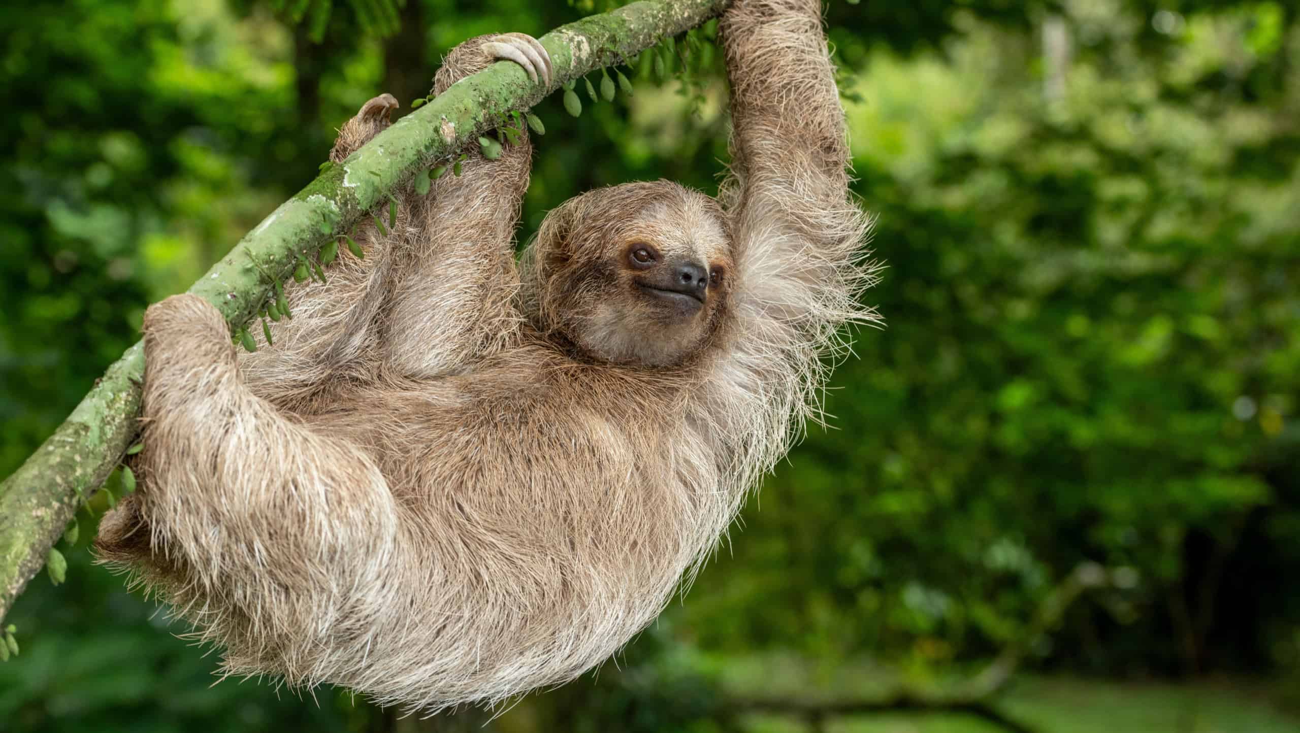 Brown-throated three-toed sloth (Bradypus variegatus) on tree, Costa Rica - stock photo