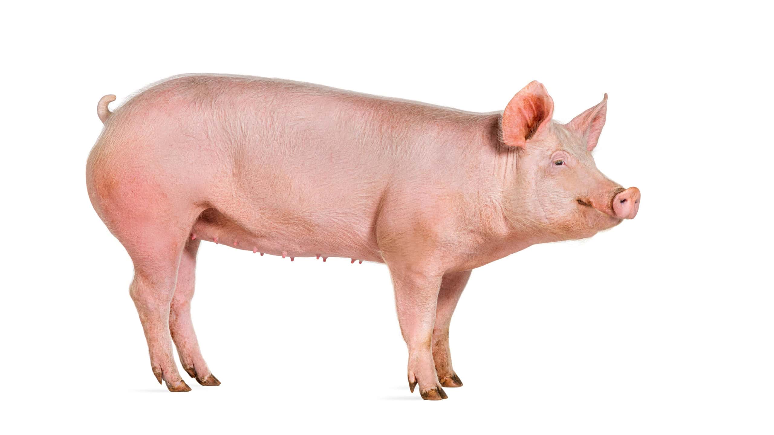 Side view of a Domestic pig, isolated on white