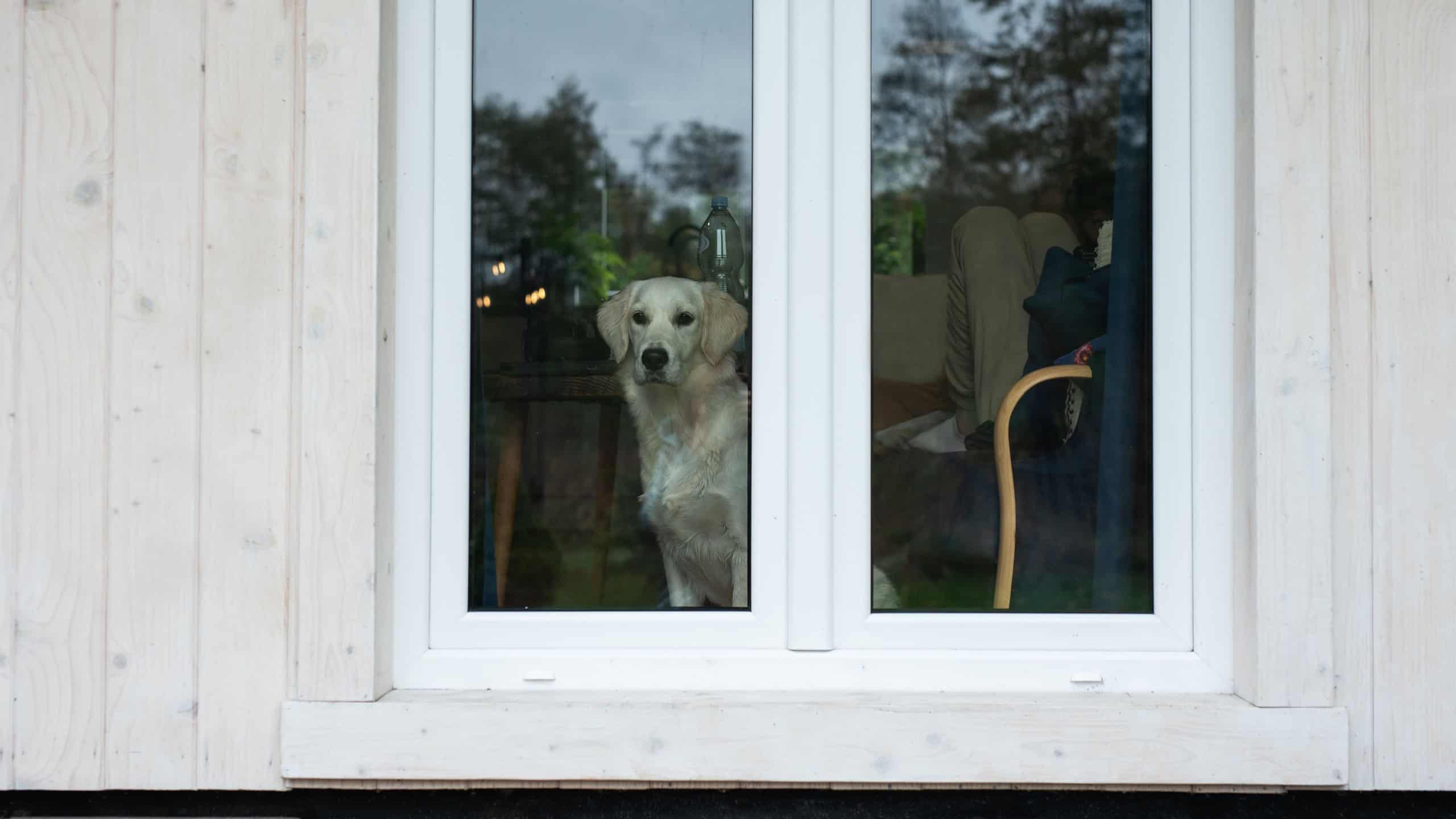 Golden retriever dog looking through window door