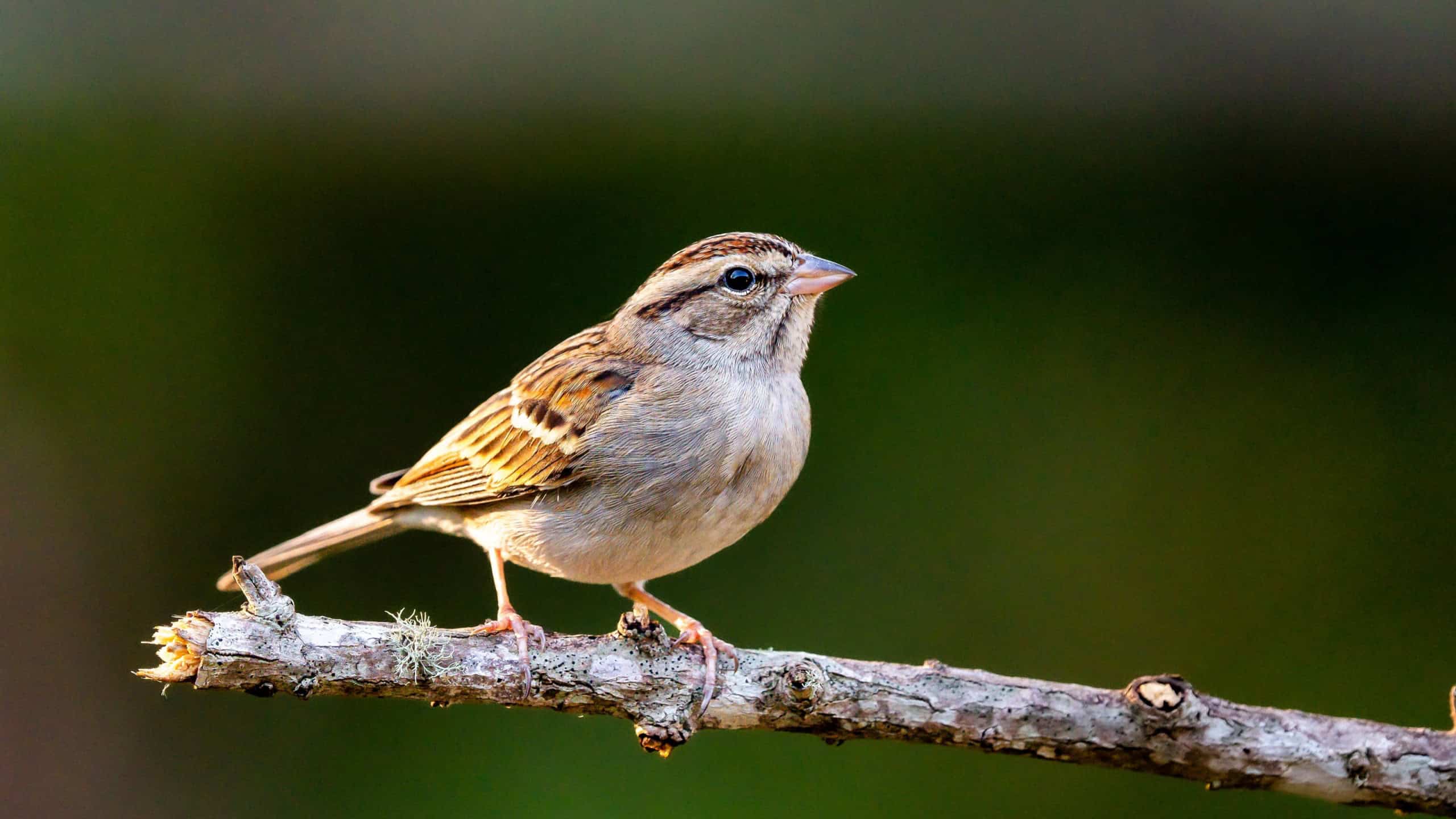 A chipping sparrow perched on a tree branch.