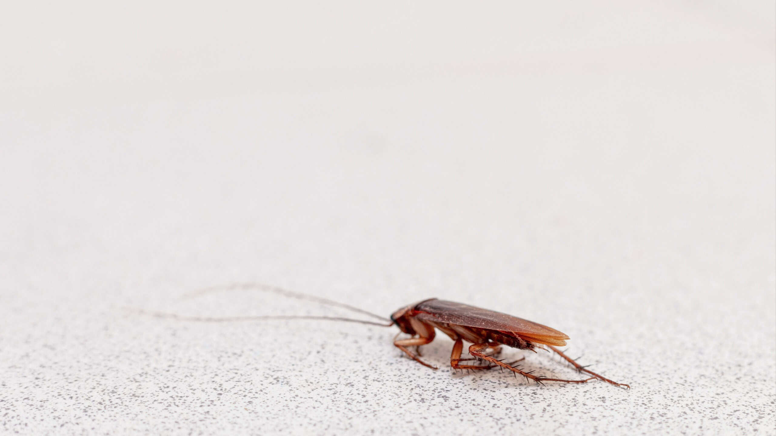 A vivid macro shot of a live cockroach on a speckled gray surface, showcasing the detailed texture of its body and long antennae, perfect for pest control and hygiene-related themes.