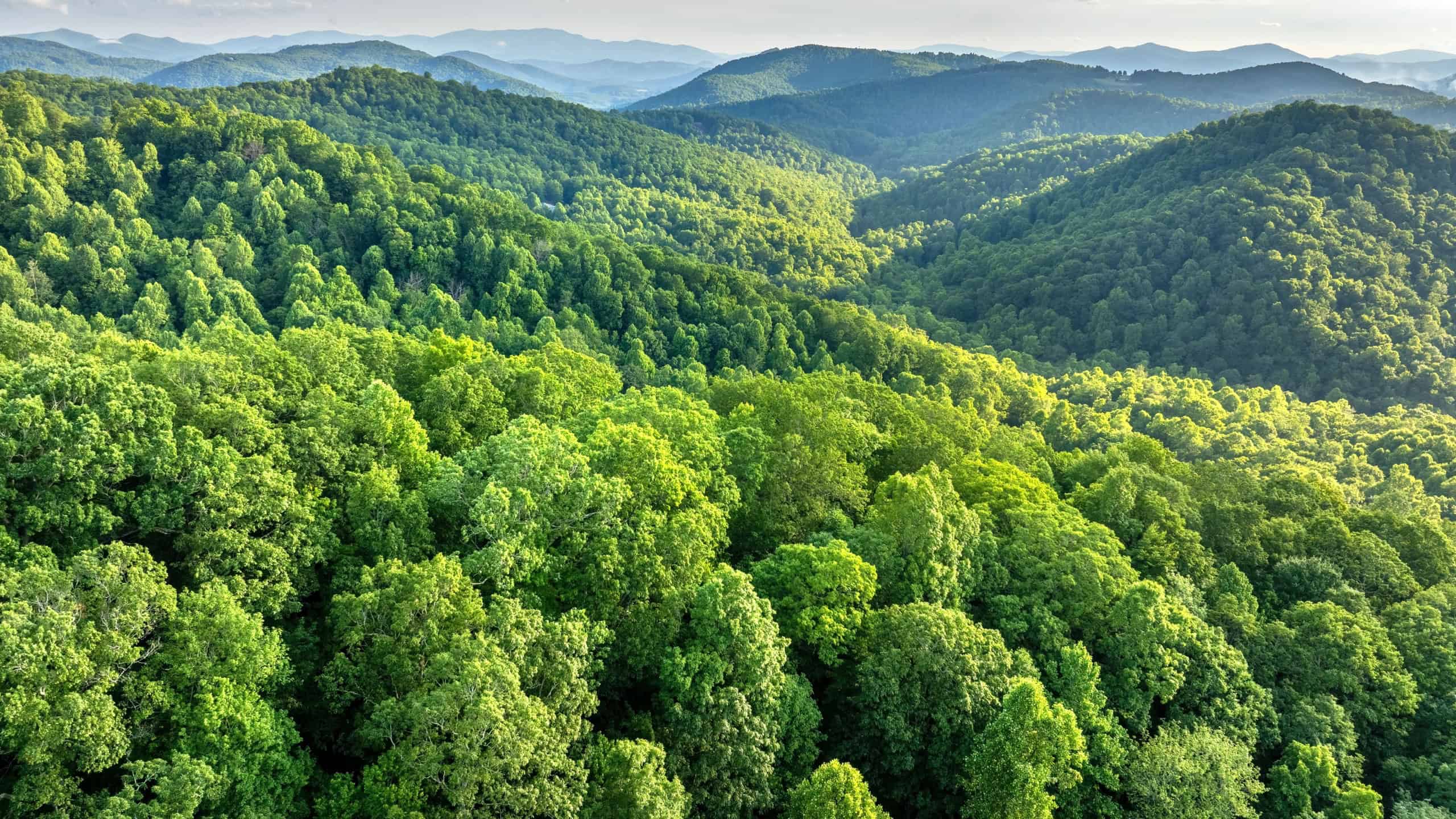 Smokey mountains summer woods.