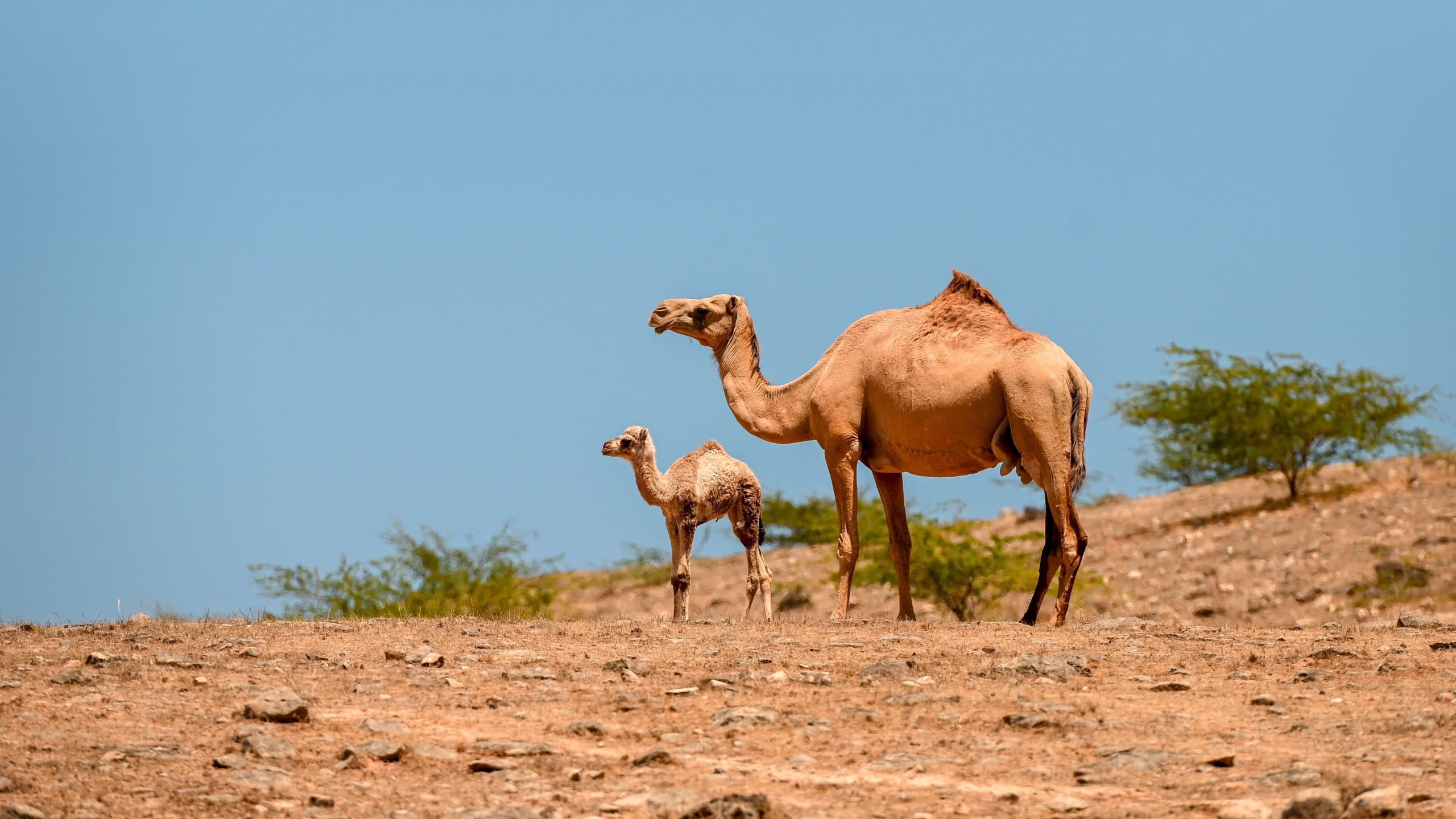 Mother camel with baby camel in Nature