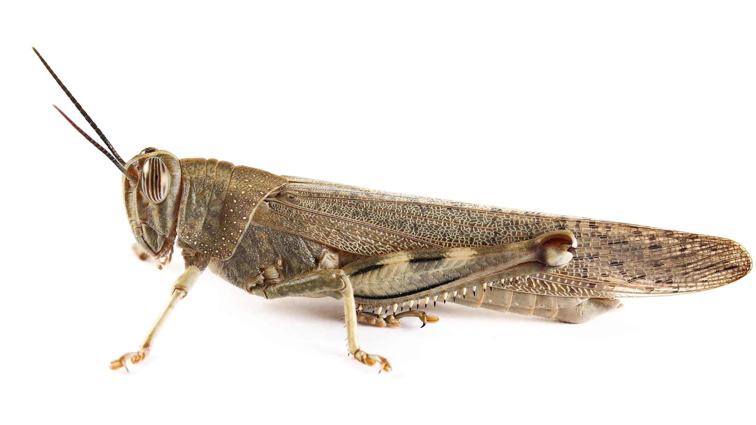 Egyptian grasshopper or Egyptian locust (Anacridium aegyptium) isolated on white background, side view