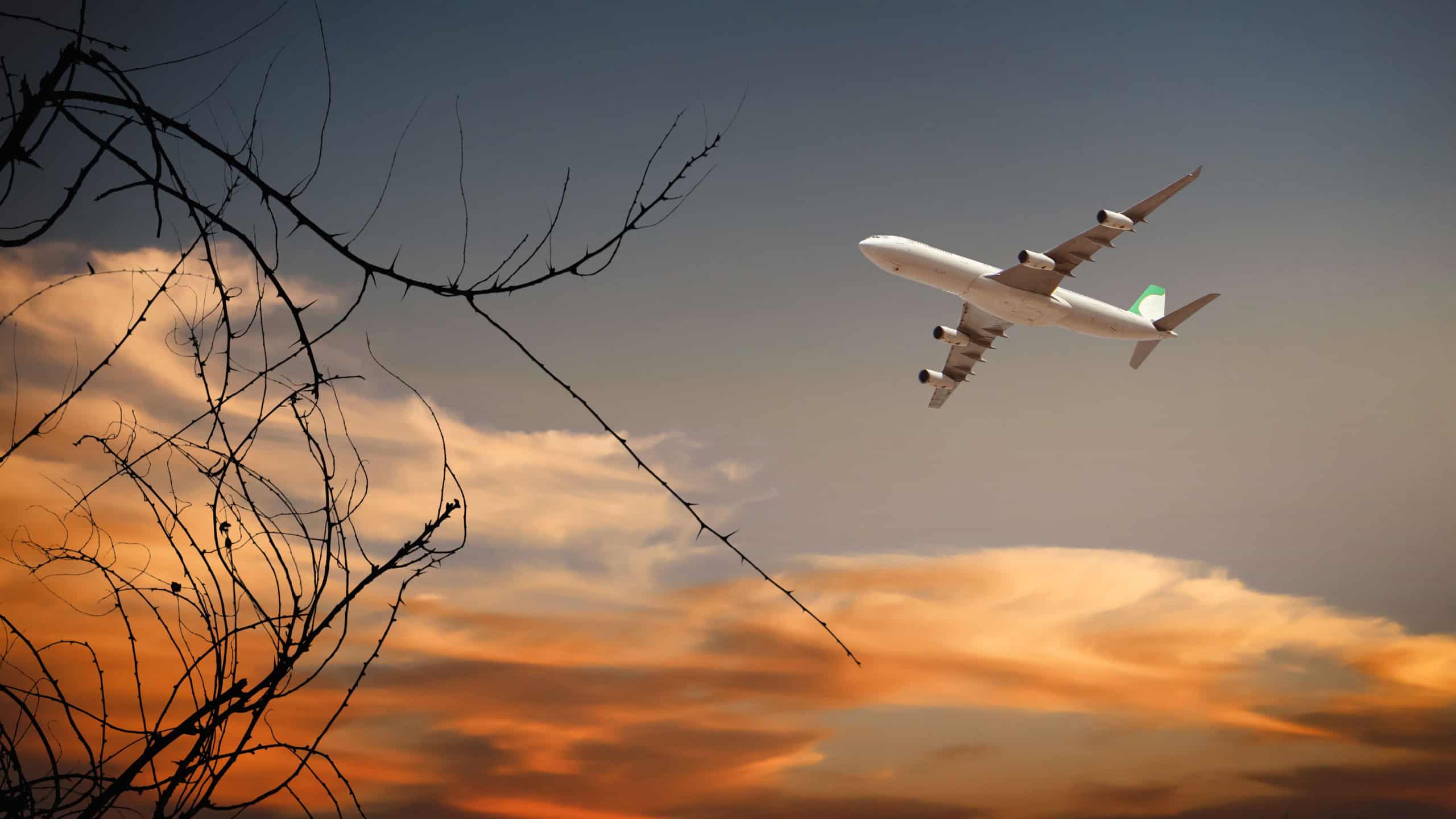 Passenger plane flying in sunset sky, orange colored clouds and tree silhouette.Travel by plane, vacation, transportation and airline concept image.