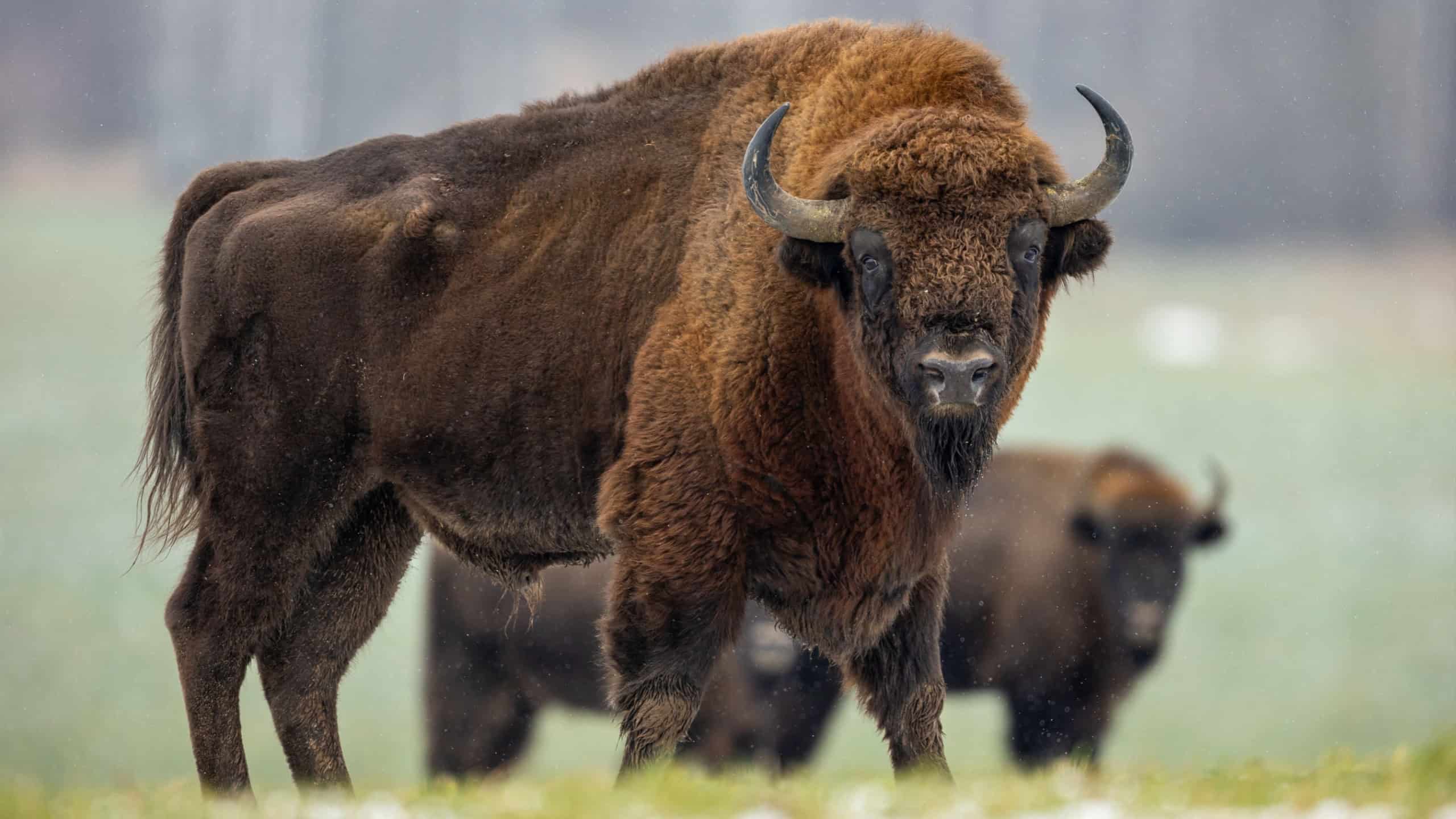 European bison - Bison bonasus in the Knyszyn Forest (Poland)