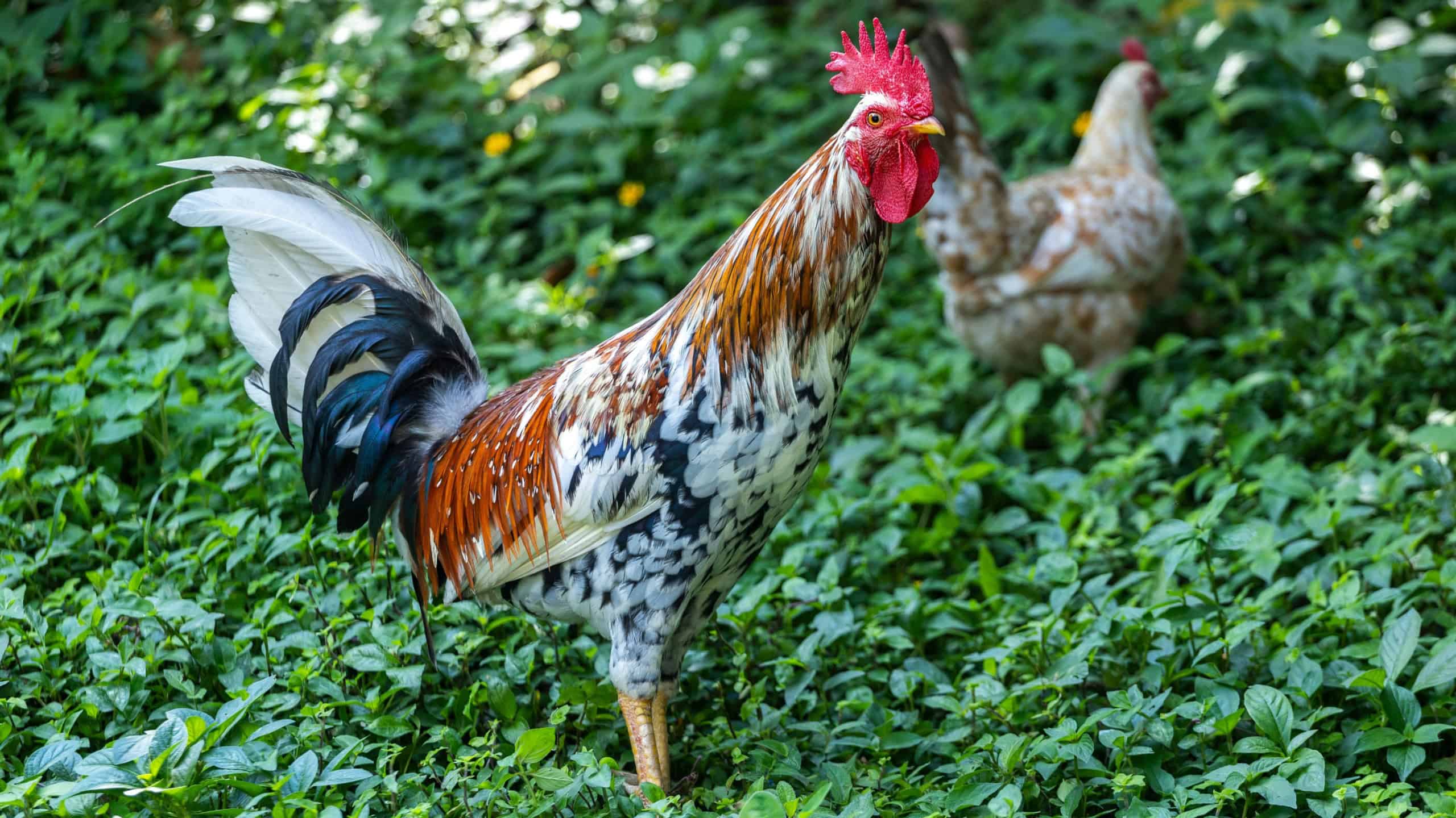 Colorful Rooster Standing on Green Foliage