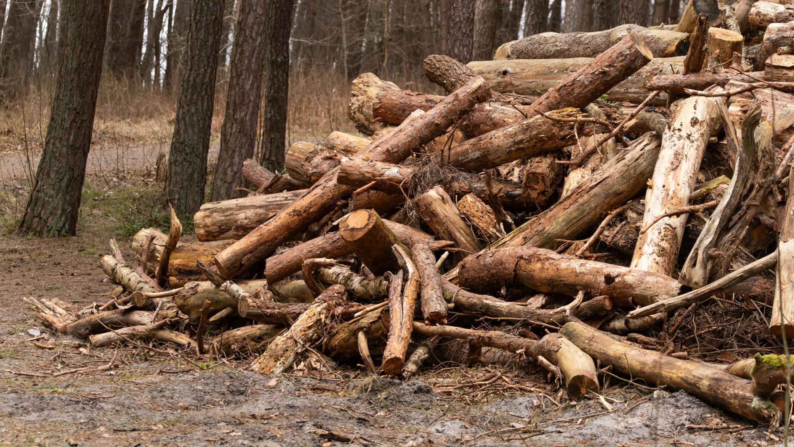 Stack of wood logs lying in forest. Pile of felled tree trunks piled up on woodland ground during winter. Forestry industry and environmental deforestation concept in nature.