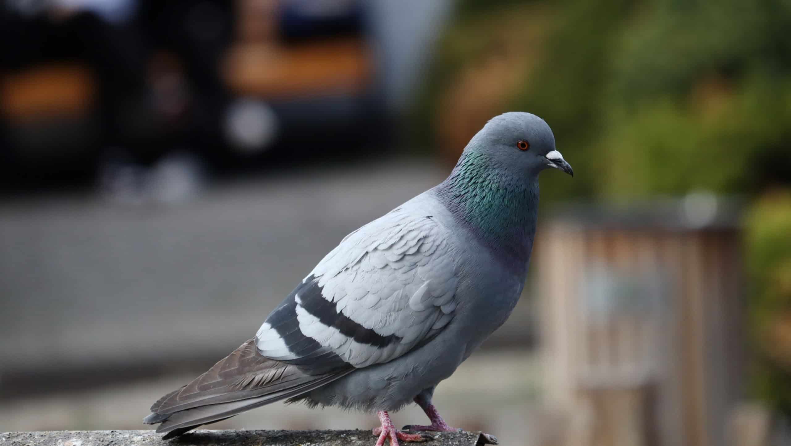Urban wildlife photo of a pigeon in a blurred city background.Close-up of a common pigeon perched on a stone wall.