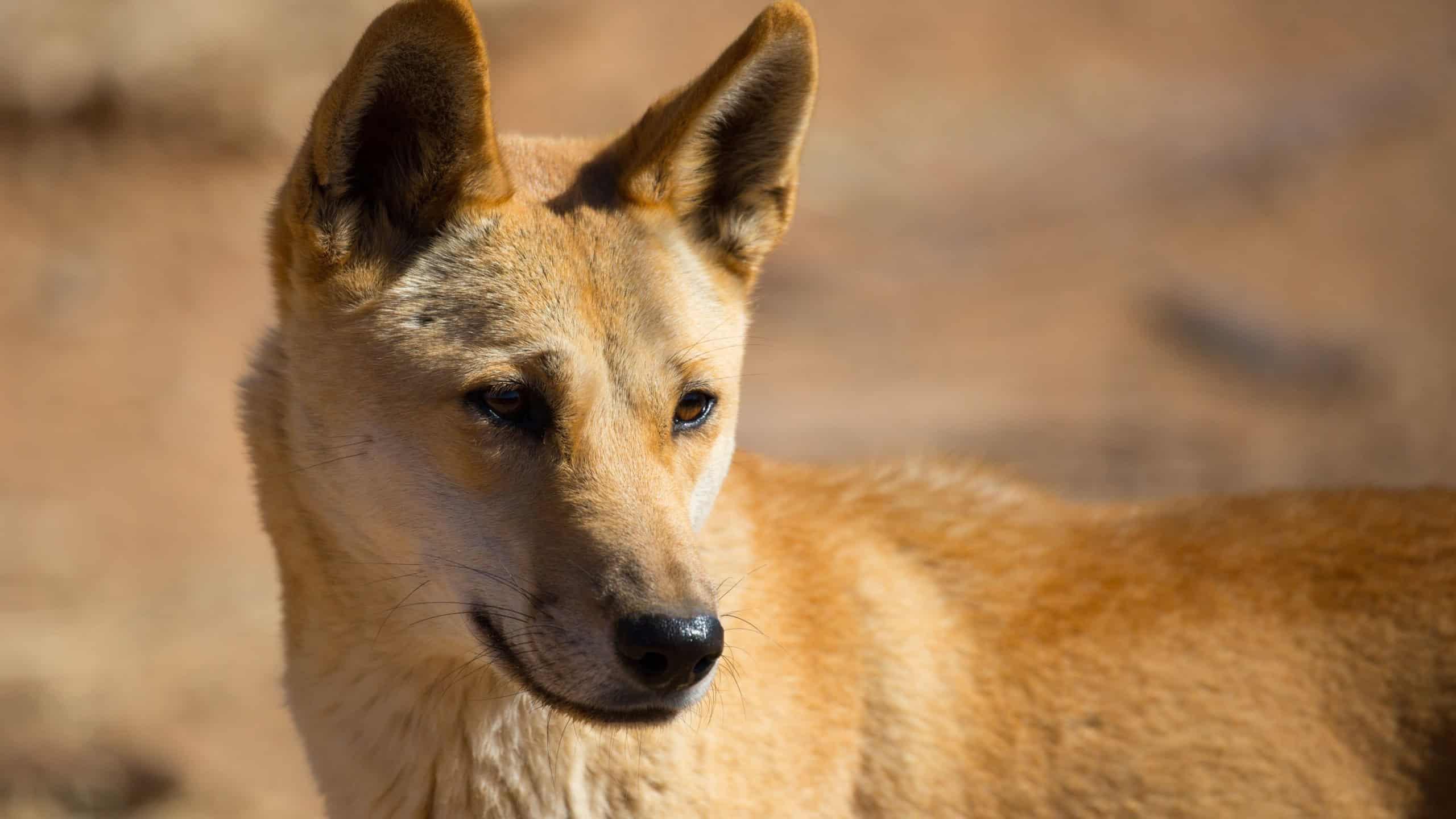 An alert wild dingo near Alice Springs, Northern Territory, Australia
