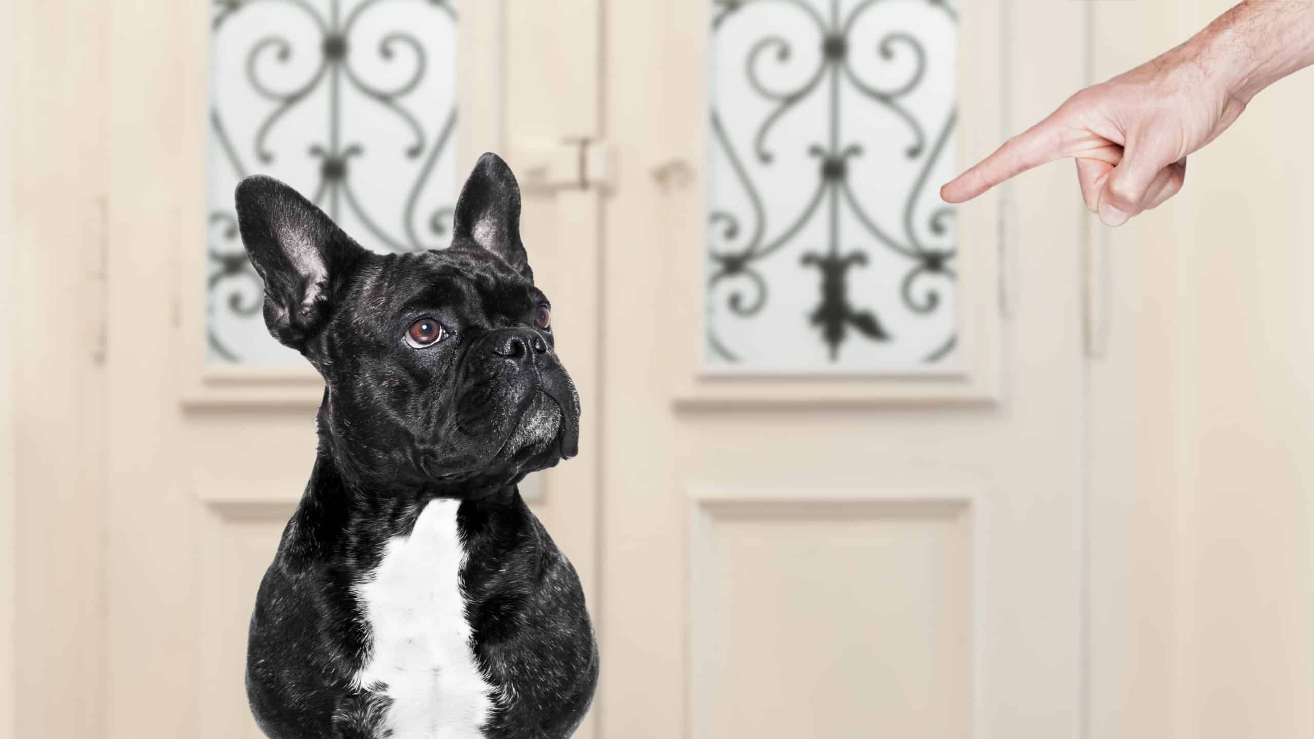 Person yelling at dog