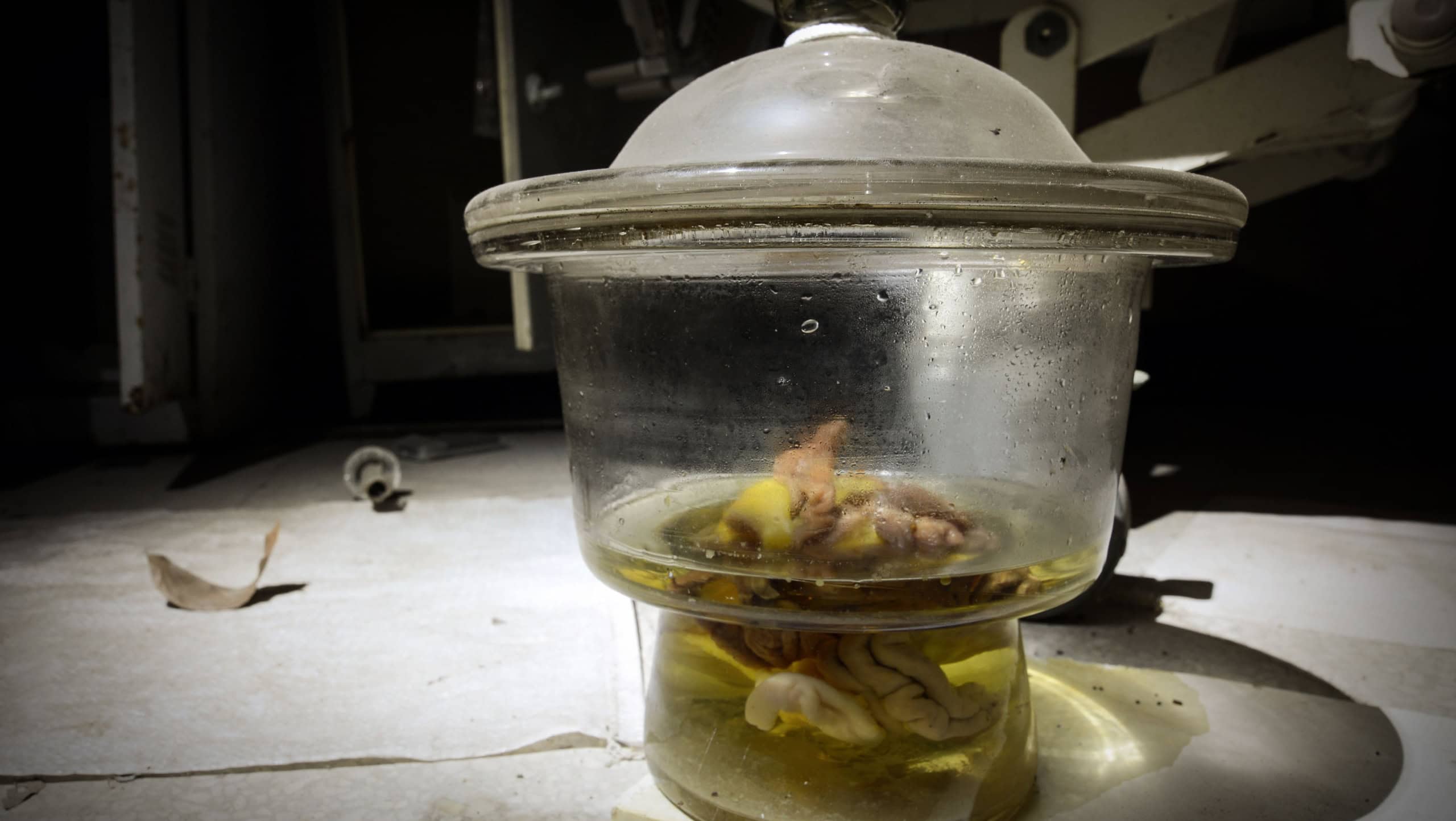 Unidentifiable organ or brain specimen in a glass jar at an abandoned sanatorium