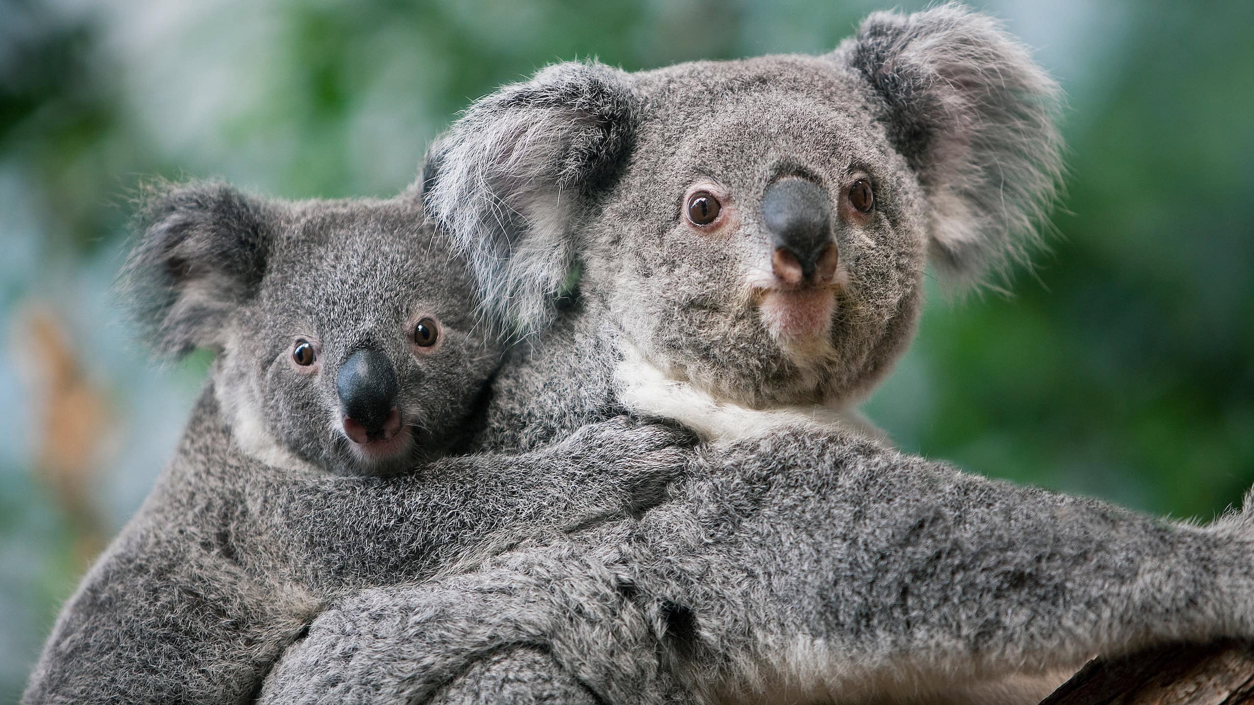Koala, phascolarctos cinereus, Female carrying Young on its Back