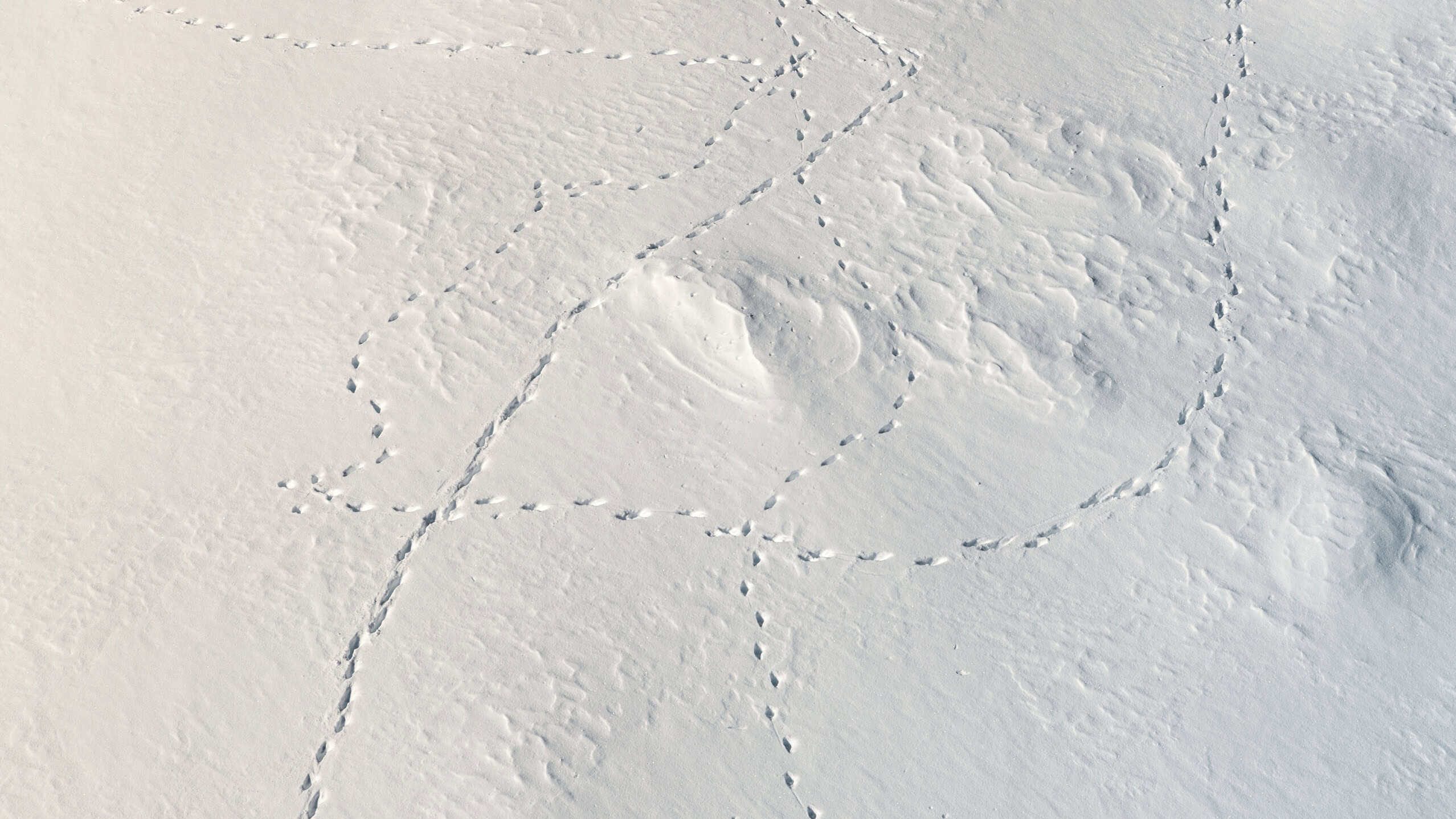 aerial view from above of fresh snow surface texture with snowdrifts and wild animal foot traces on bright cold winter day. Fox, wolf, hare footpath on snowbank after blizard in mountain near forest