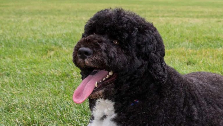 Bo, left, and Sunny, the Obama family dogs, on the South Lawn of the White House, Aug. 19, 2013.
