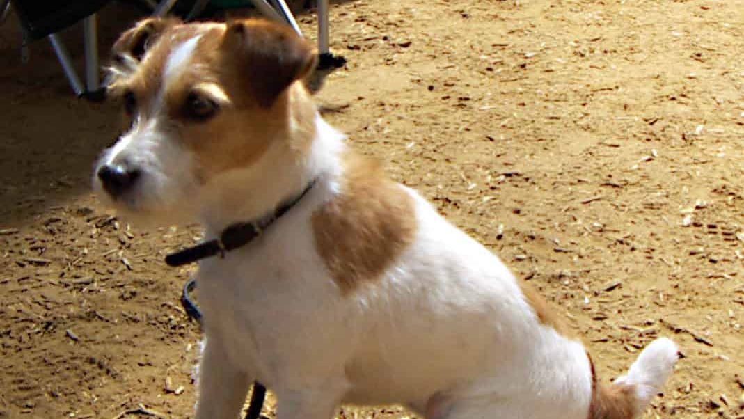 Jack-Russell-Terrier