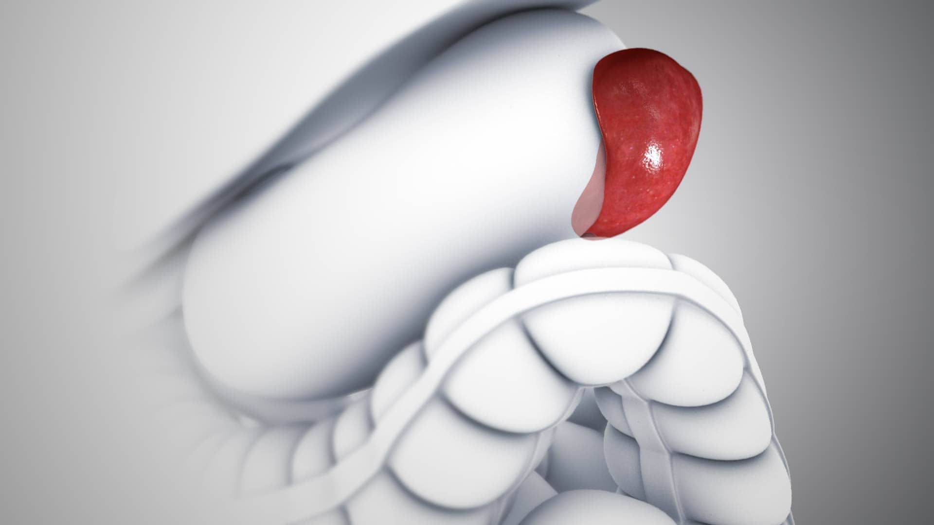 Location_and_shape_of_the_Spleen