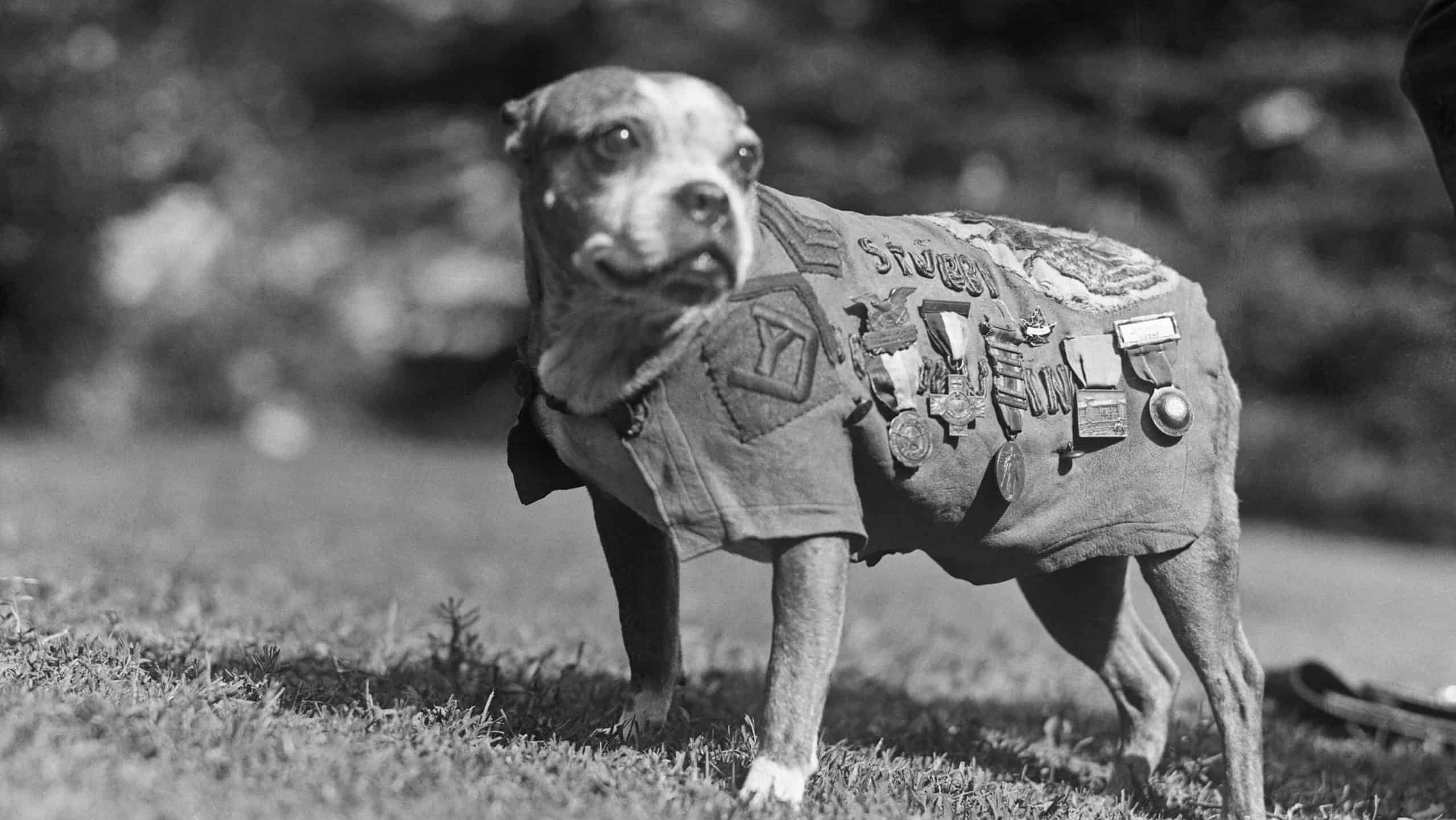 Sergeant Stubby