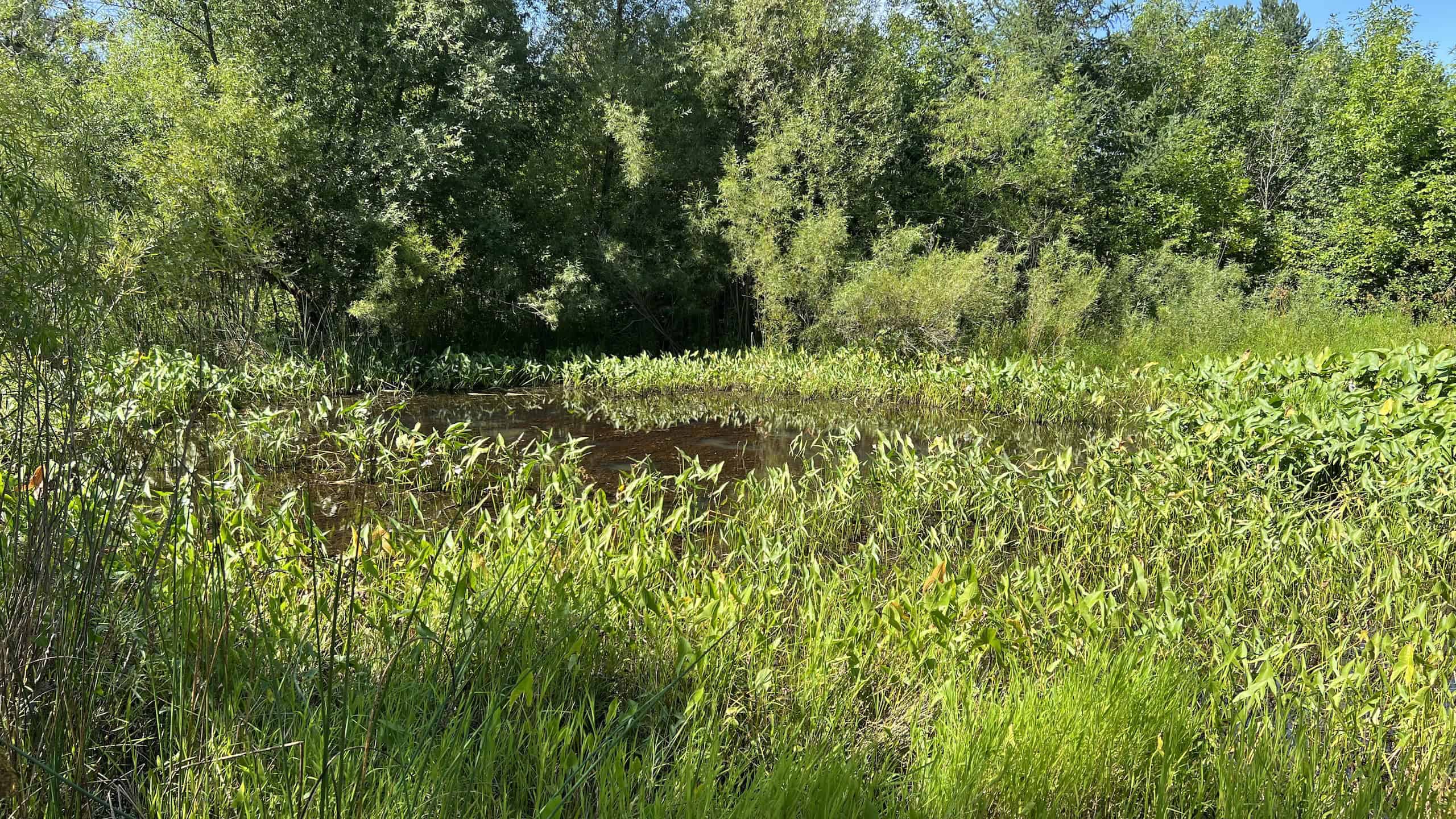 Teal Pond