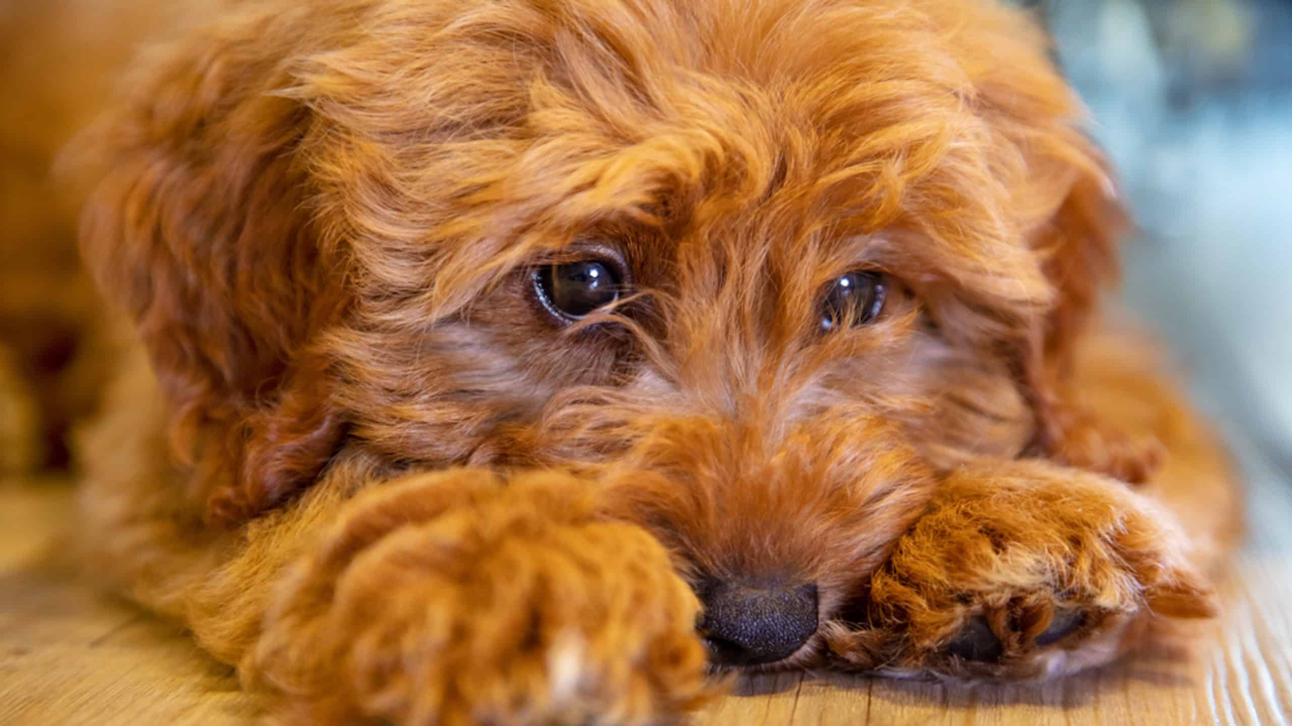 Cute labradoodle puppy dog laying down looking sad or thoughtful