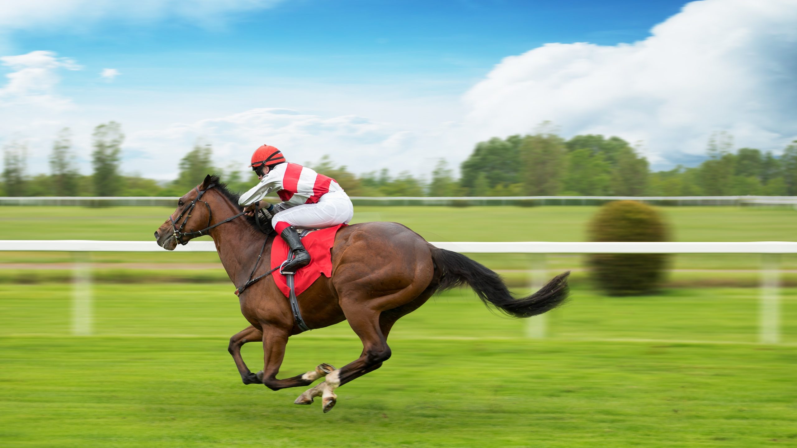 Race horse with jockey on the home straight. Shaving effect.