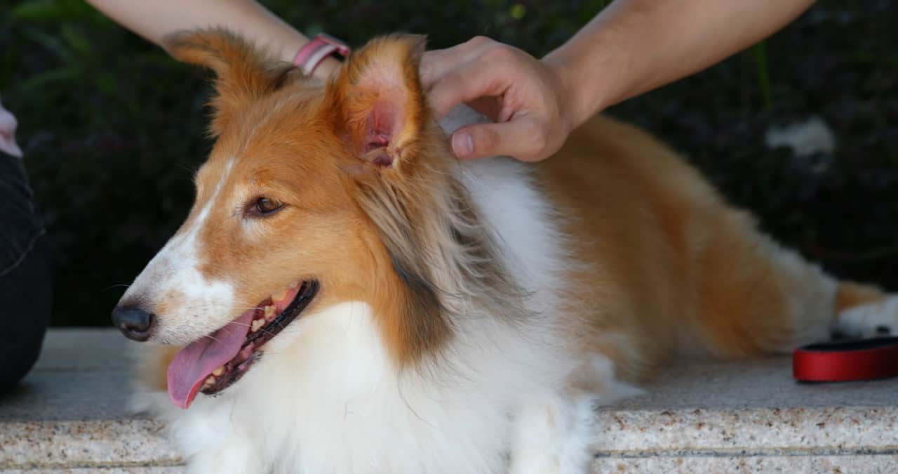 Pet owner cuddle on Scotch Collie at outdoor
