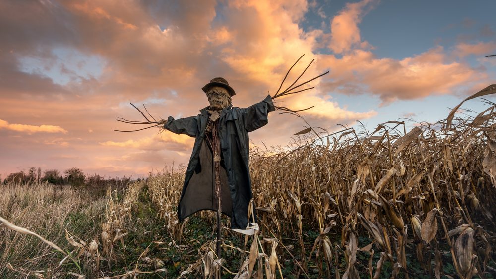 Scary scarecrow in a hat on a cornfield in orange sunset background. Halloween holiday concept