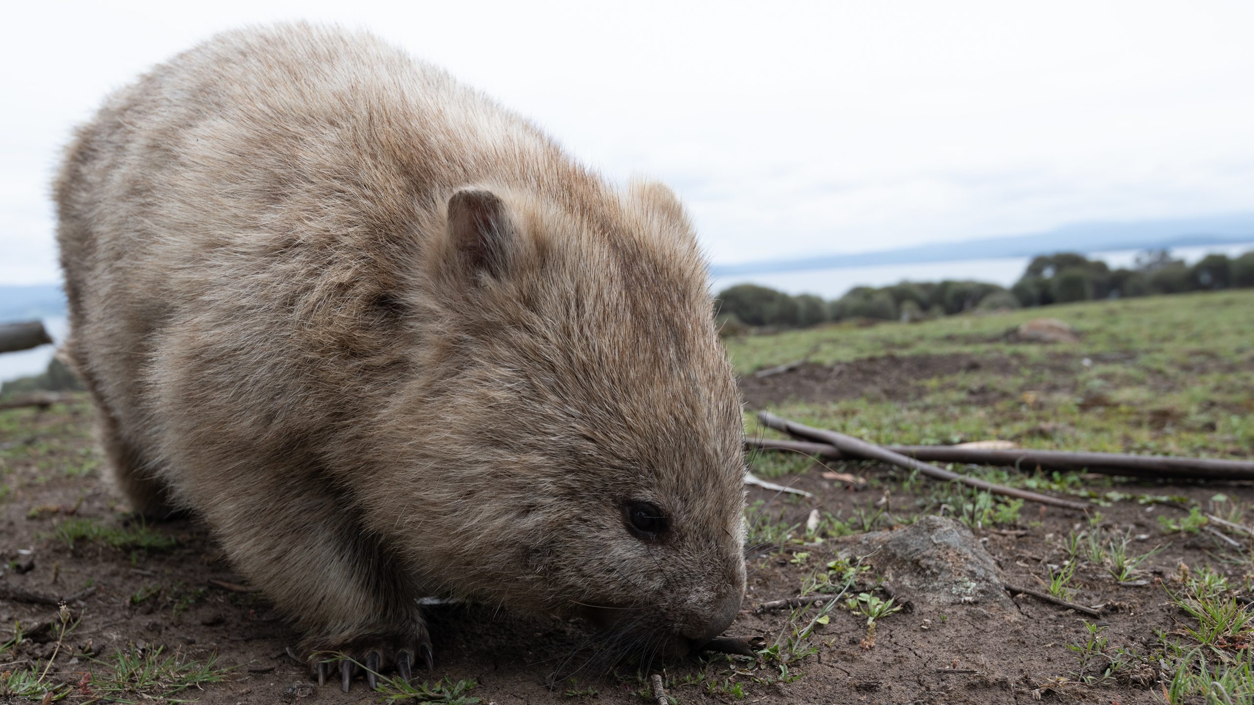 A closeup of a wombat outdoors in a field, during daylight