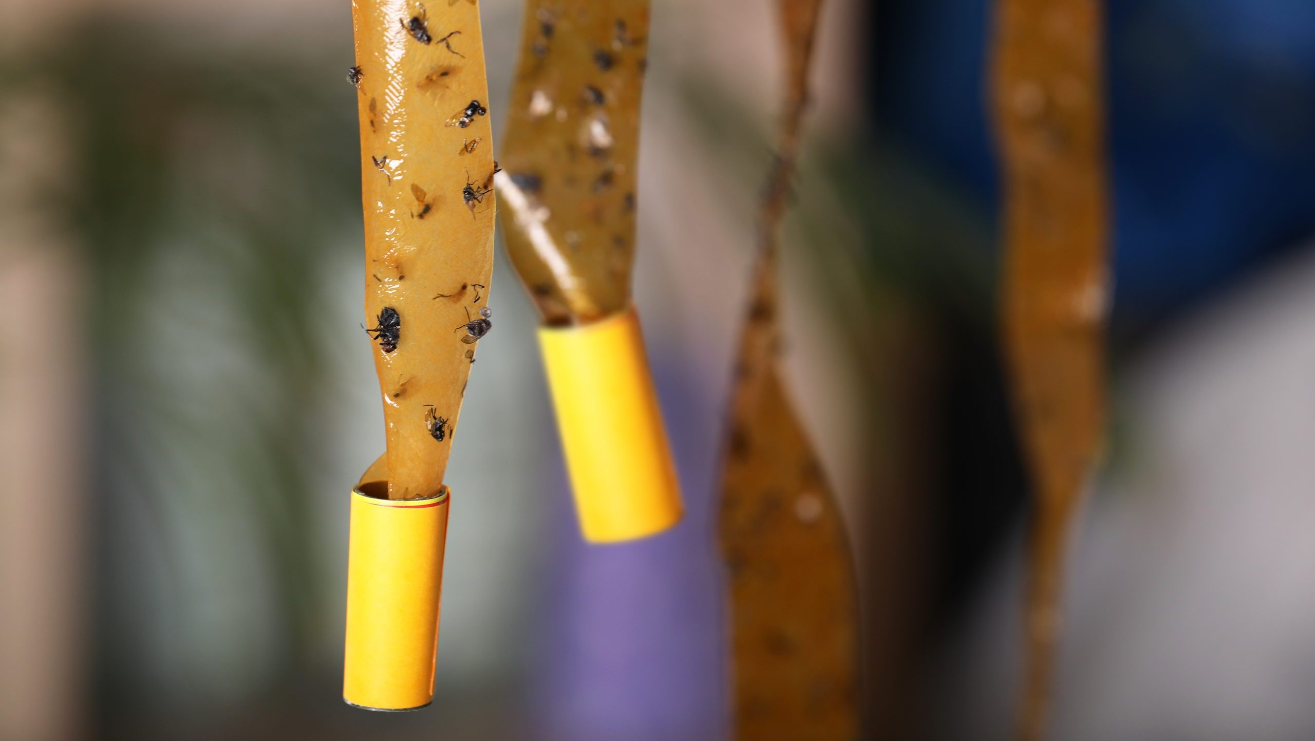 Sticky insect tapes with dead flies on blurred background, space for text