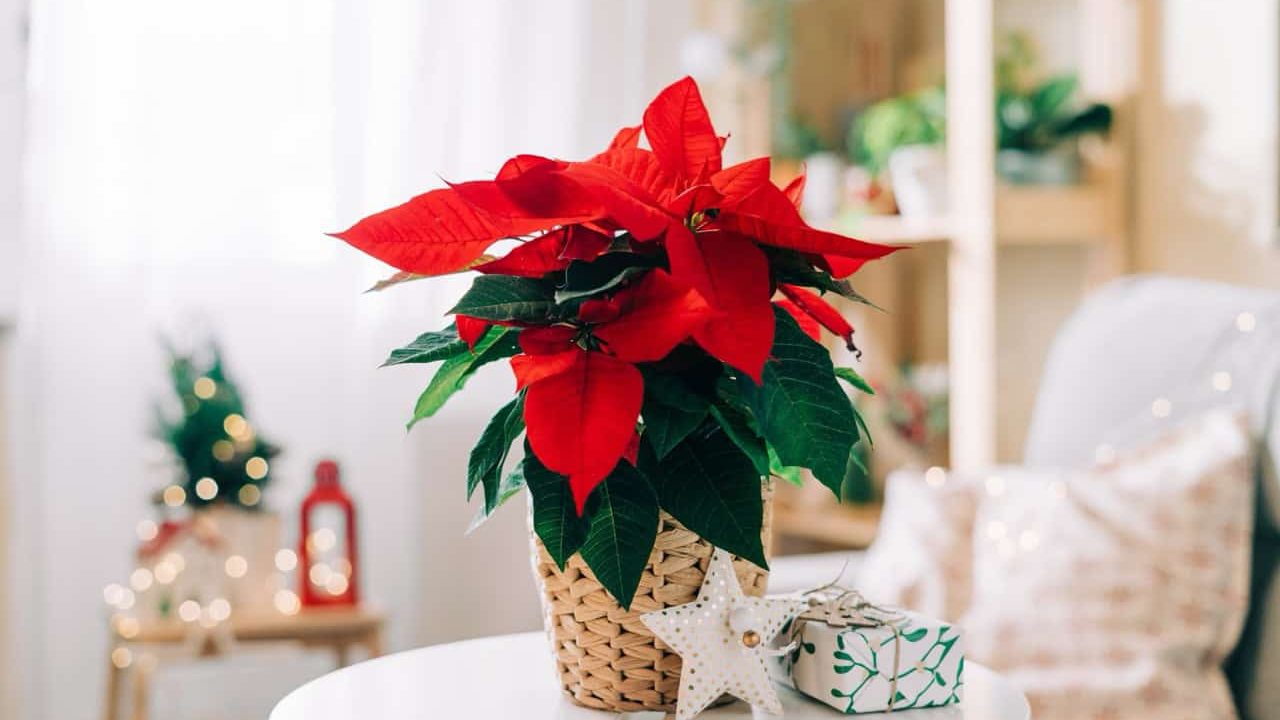 Beautiful poinsettia in wicker pot, gifts and space for text on blurred holiday decoration background. Traditional Christmas star flower