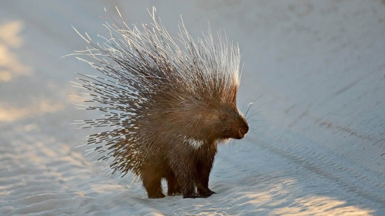 Alert Cape porcupine (Hystrix africaeaustralis) with erect quills, South Africa