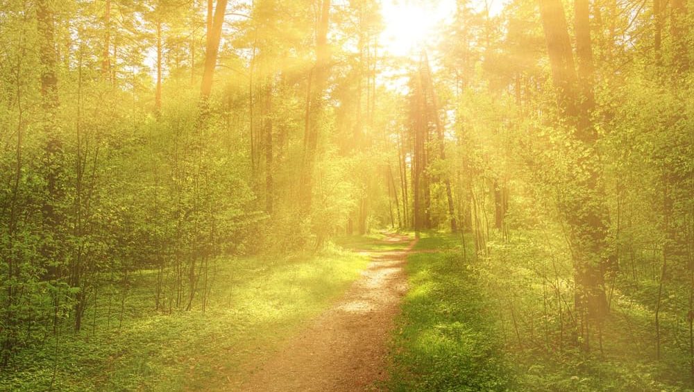 Sunset or dawn in a pine forest in spring or early summer. The sun illuminating the young spring foliage of shrubs.