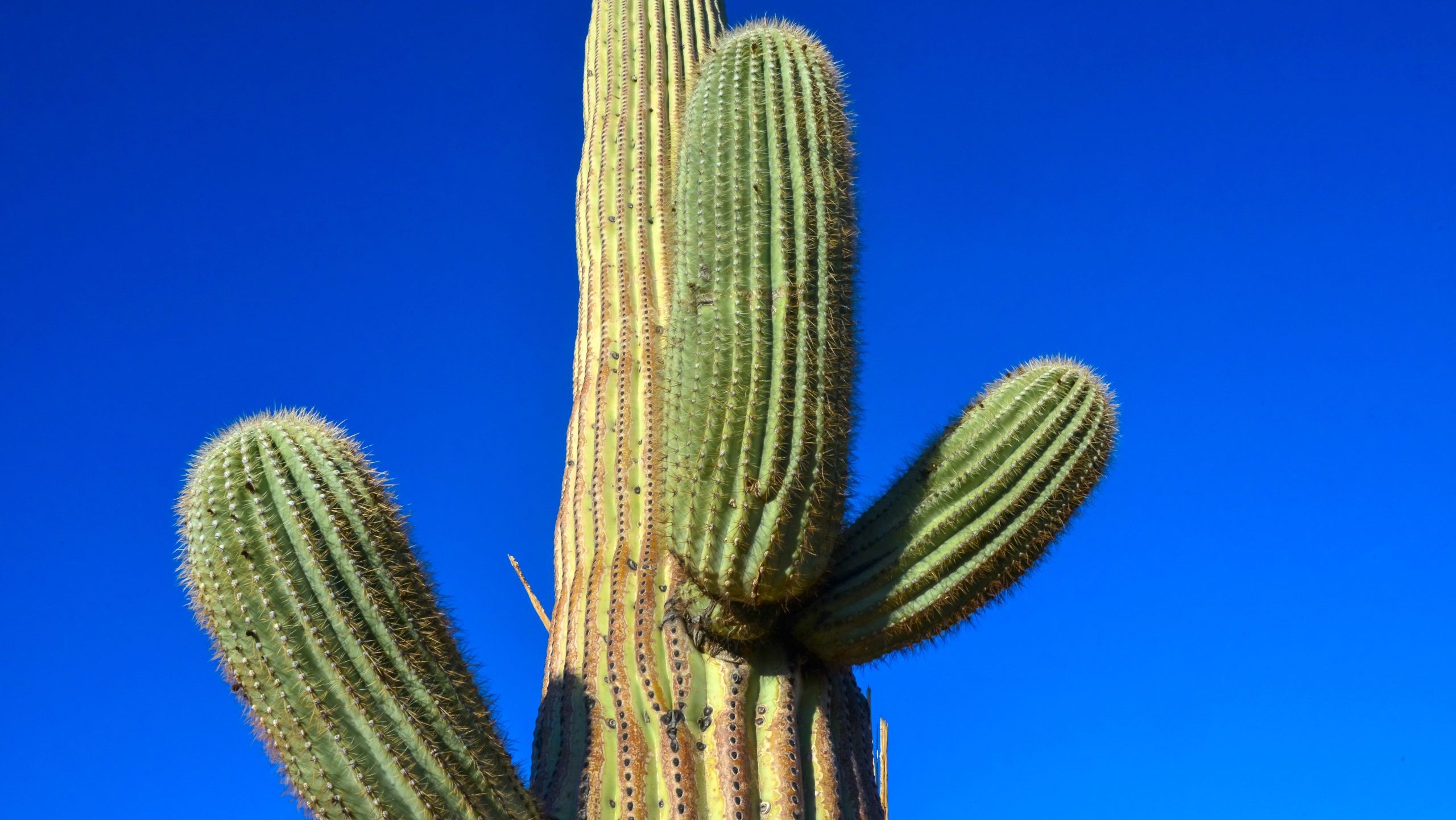 Medium shot, giant cactus Saguaro cactus (Carnegiea gigantea) against the blue sky, Arizona USA