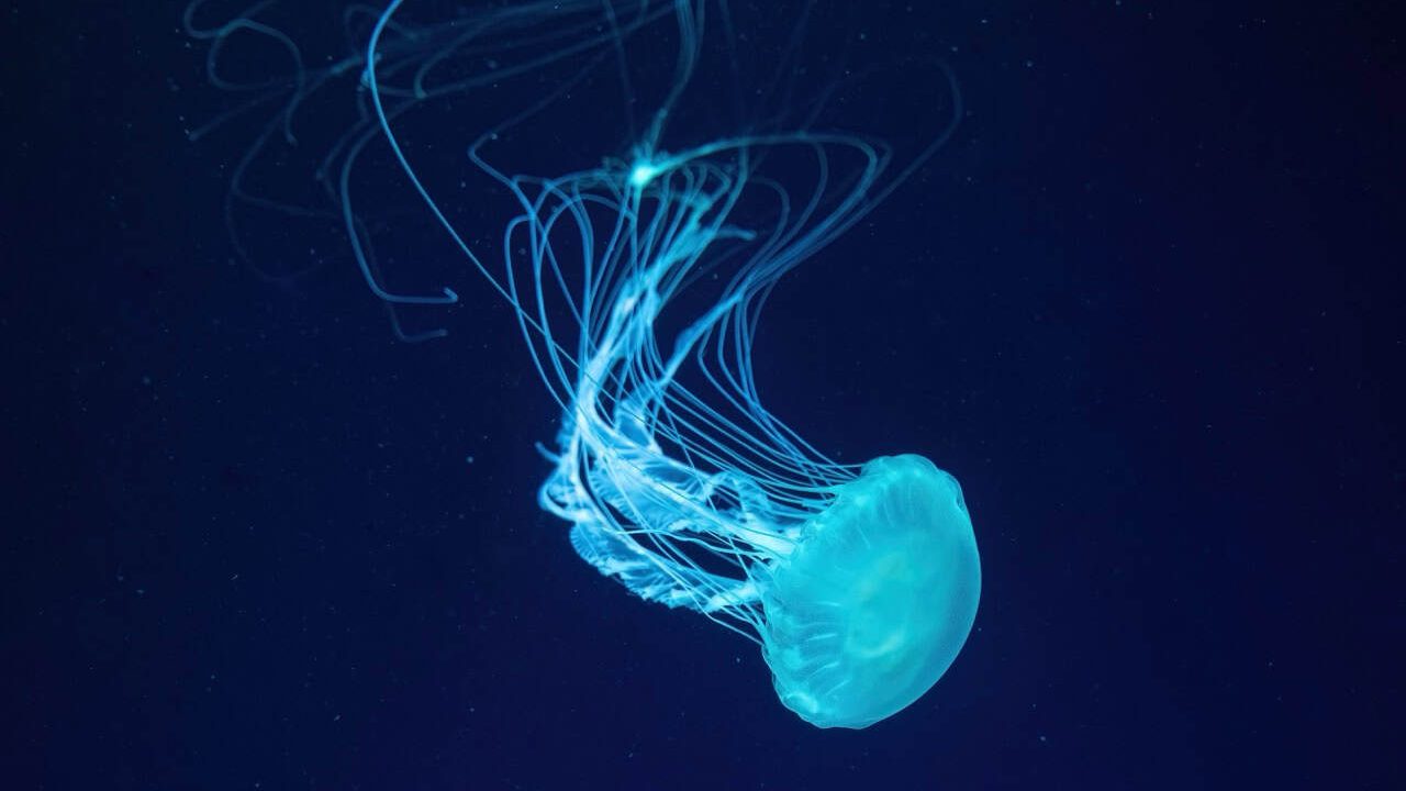 Fluorescent jellyfish swim underwater in aquarium pool with blue neon light. The Atlantic sea nettle chrysaora quinquecirrha in blue water, ocean. Theriology, tourism, diving, undersea life.