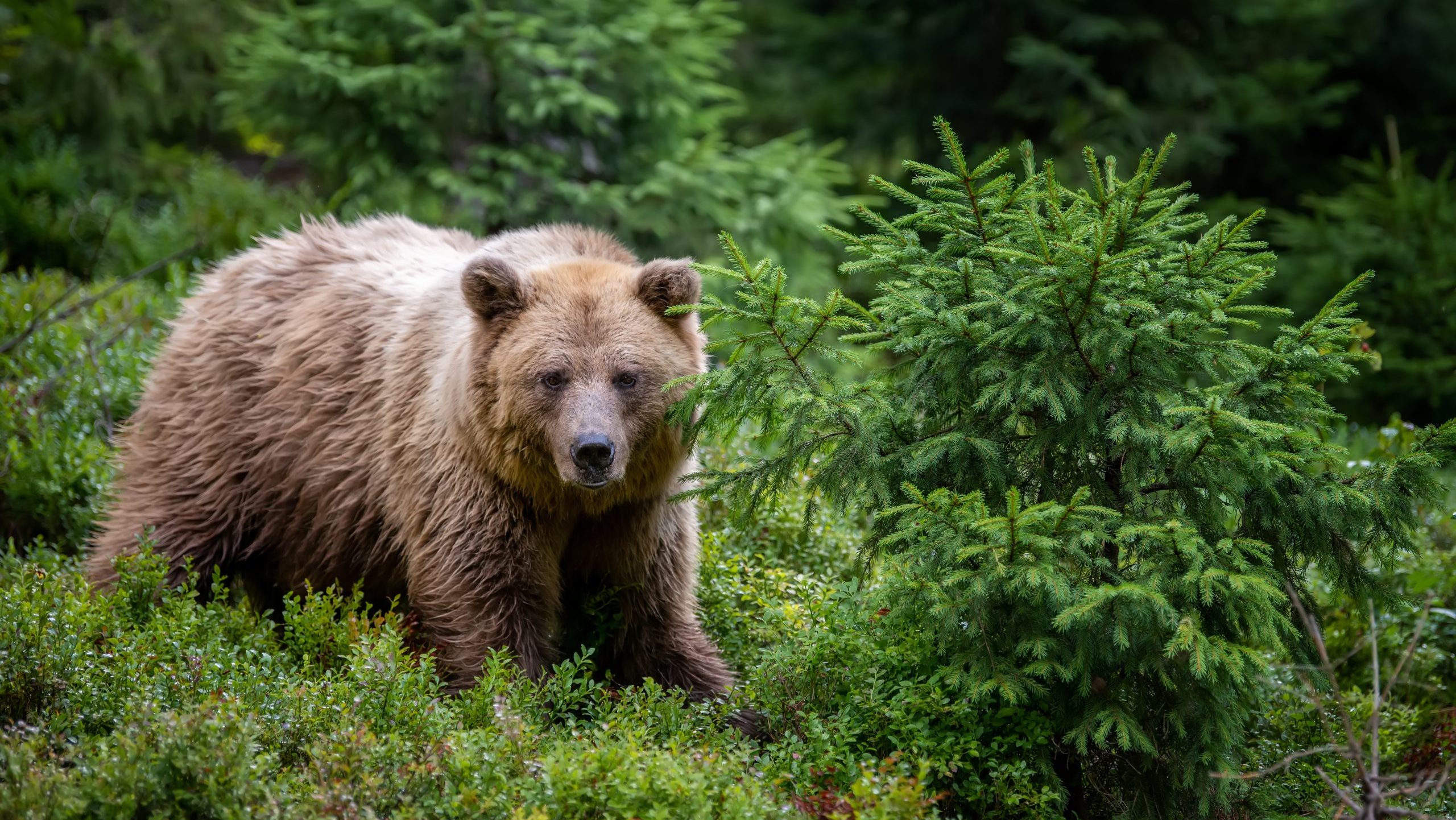 Wild Brown Bear (Ursus Arctos) in the summer forest. Animal in natural habitat. Wildlife scene