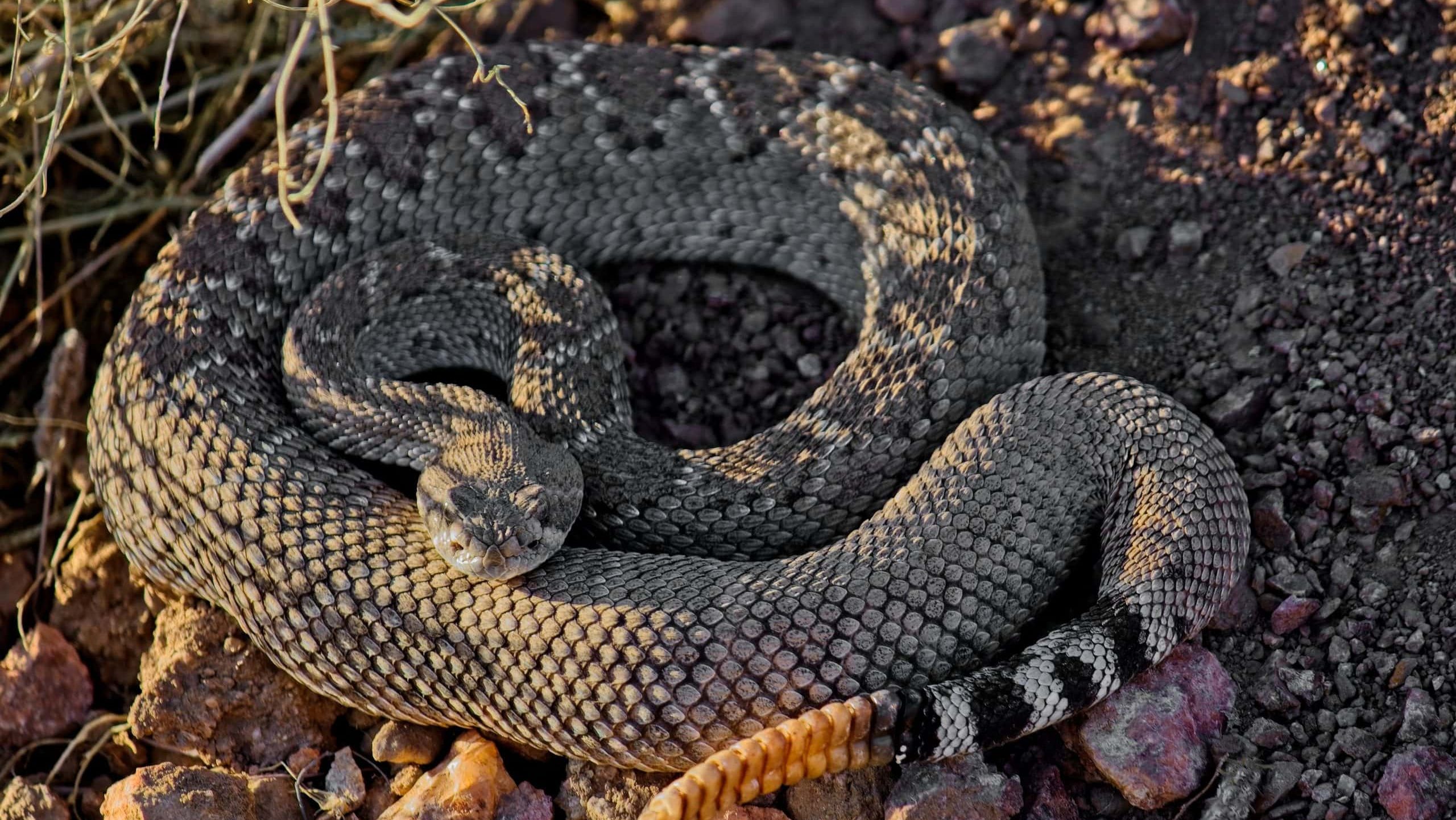 A beautiful closeup of a western diamondback rattlesnake on a ground