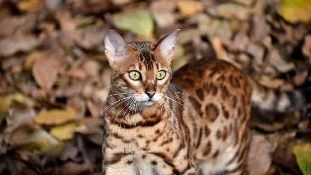 Bengal cat